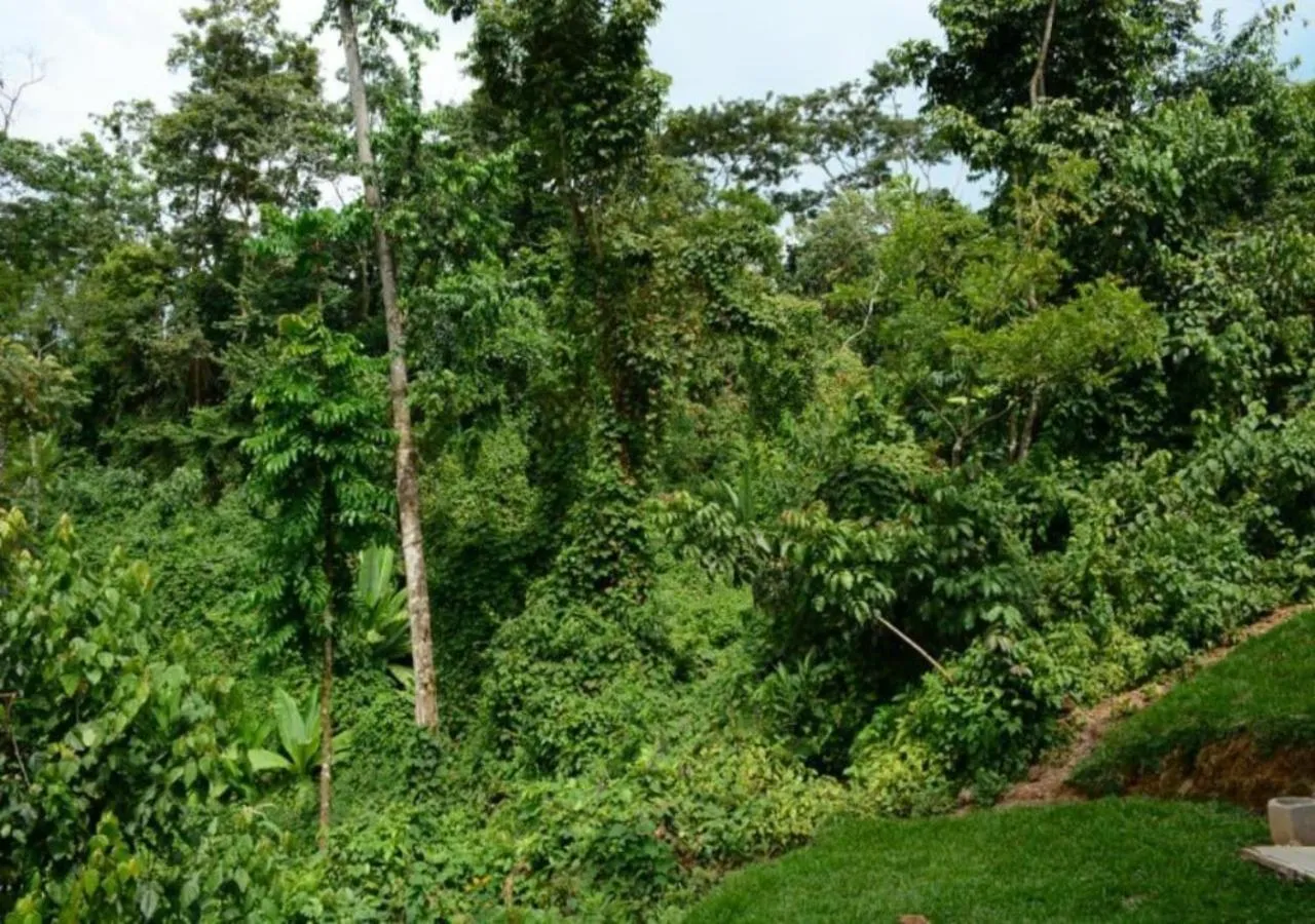 Natural landscape in Chimpanzee Lodge