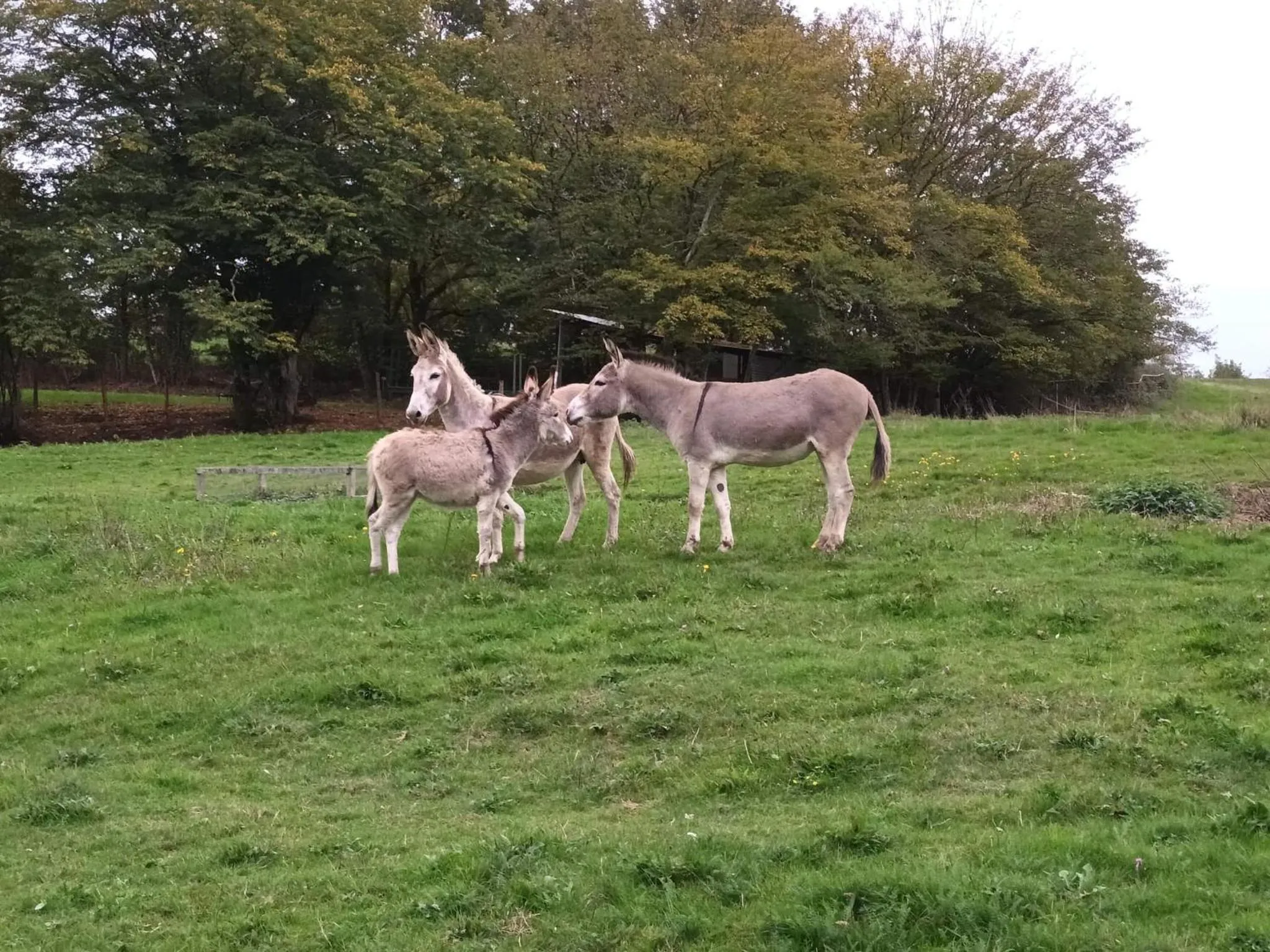 Pets in LE DOMAINE DU SENS