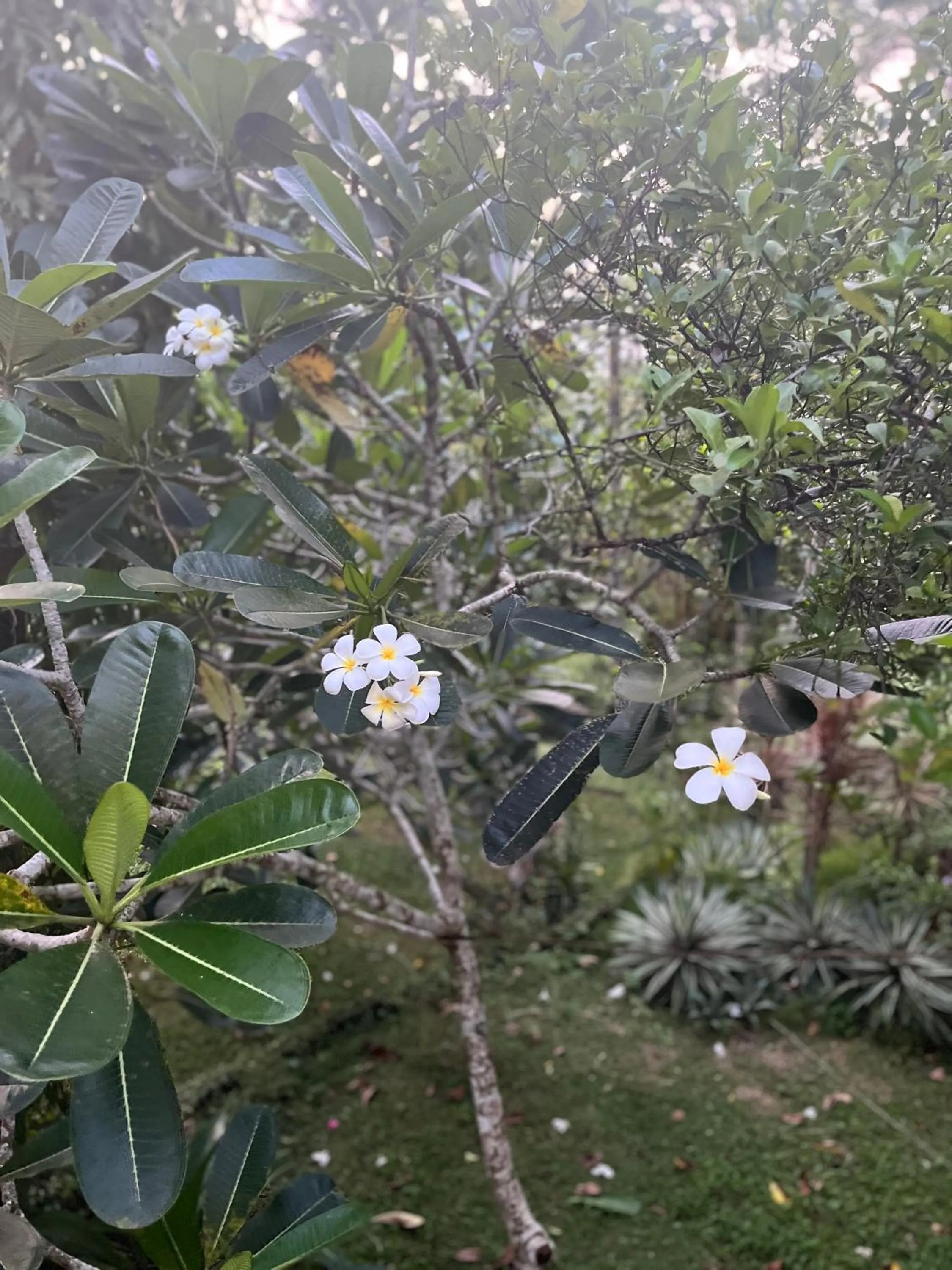 Swarnapaya résidence