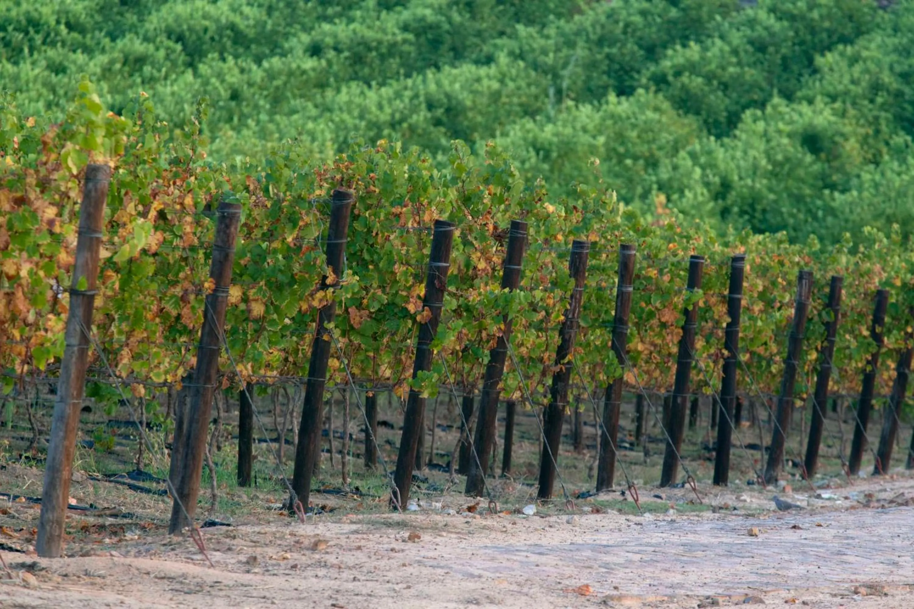 Area and facilities in Under Oaks Guesthouse