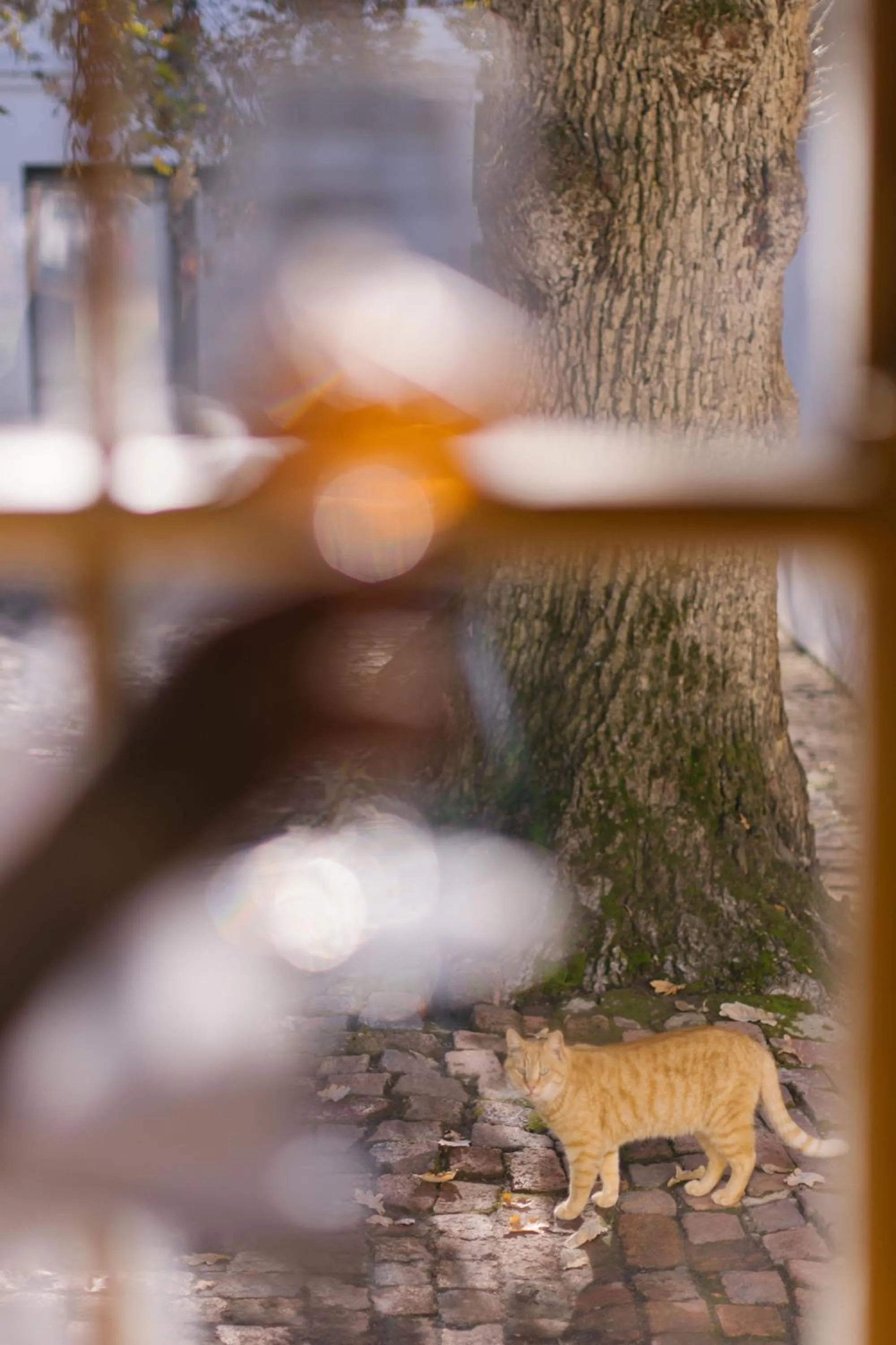 Property building in Under Oaks Guesthouse
