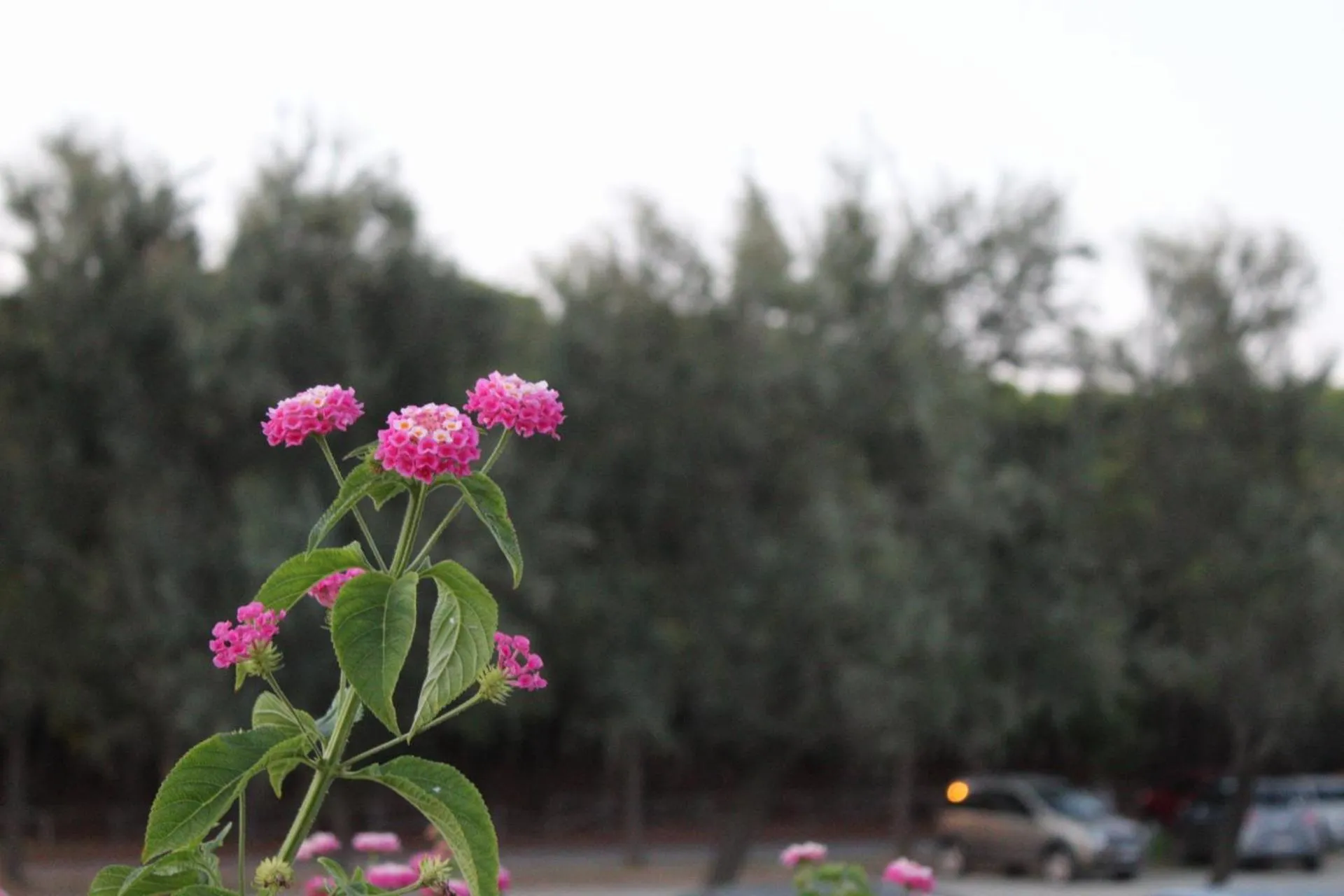 Landmark view in PARK HOTEL LE DUNE DI GIOVINO
