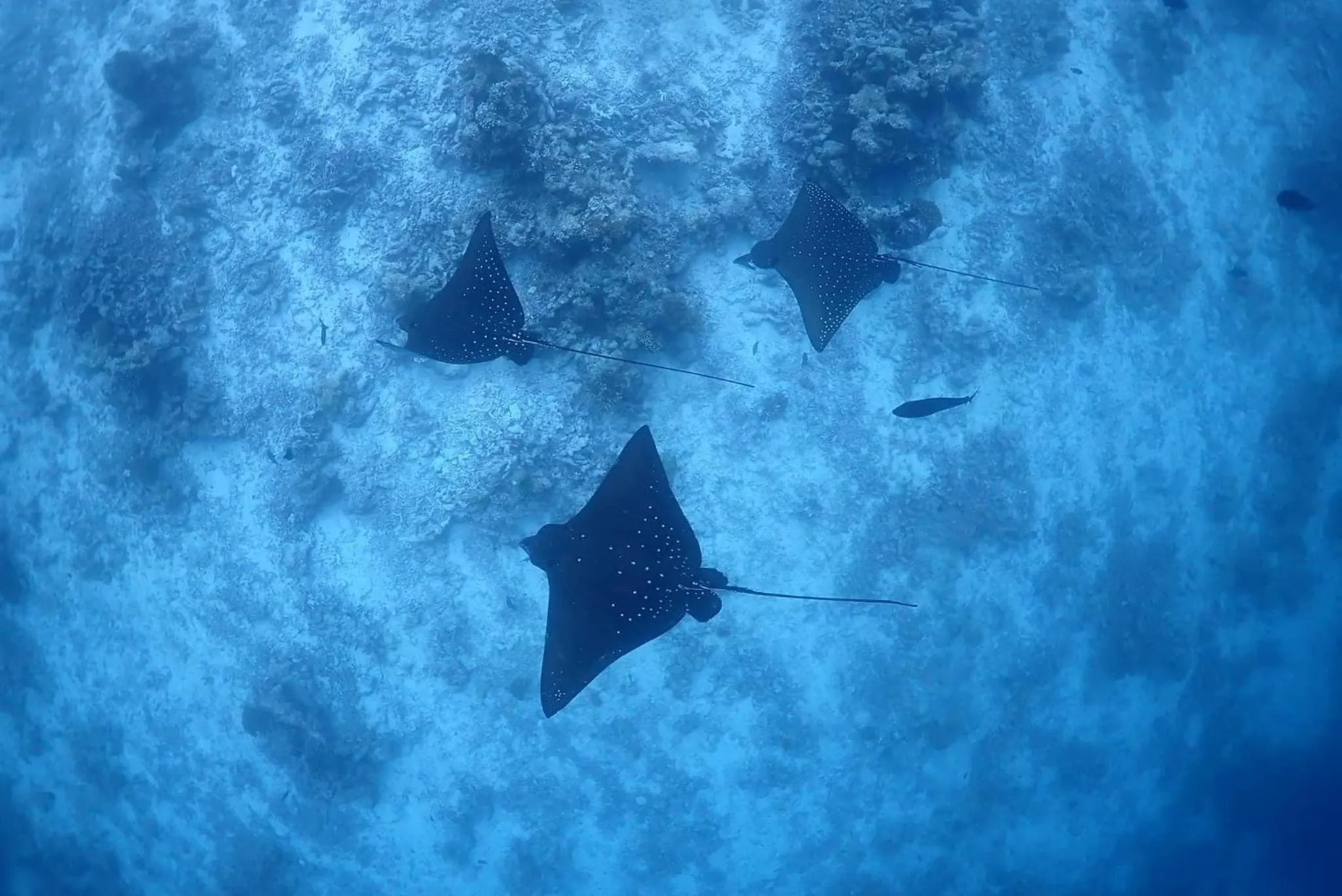 Snorkeling in Rasdu View Inn