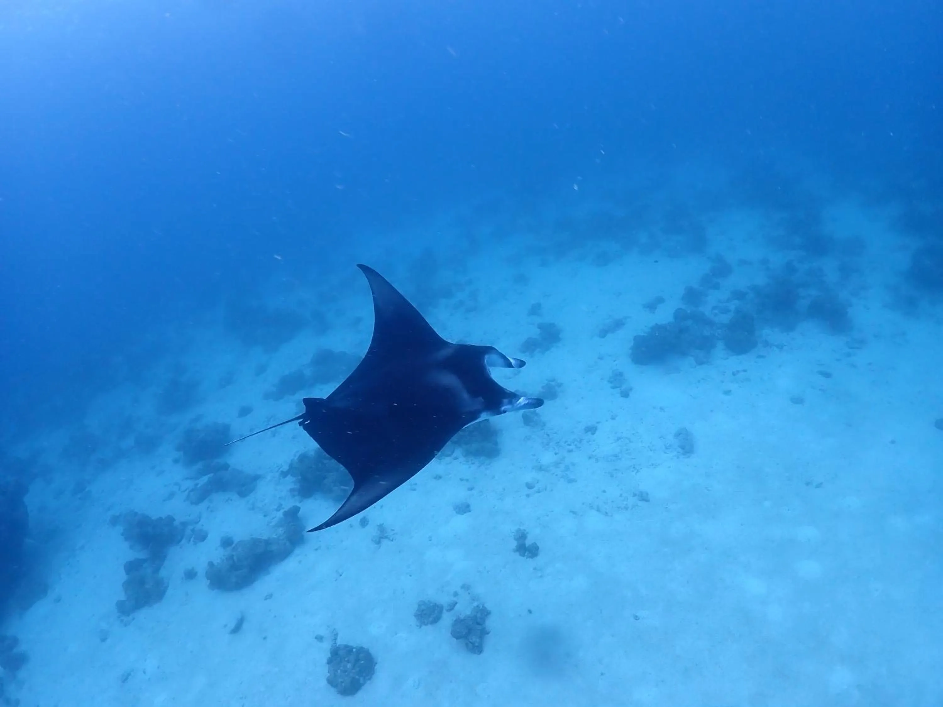 Snorkeling in Rasdu View Inn