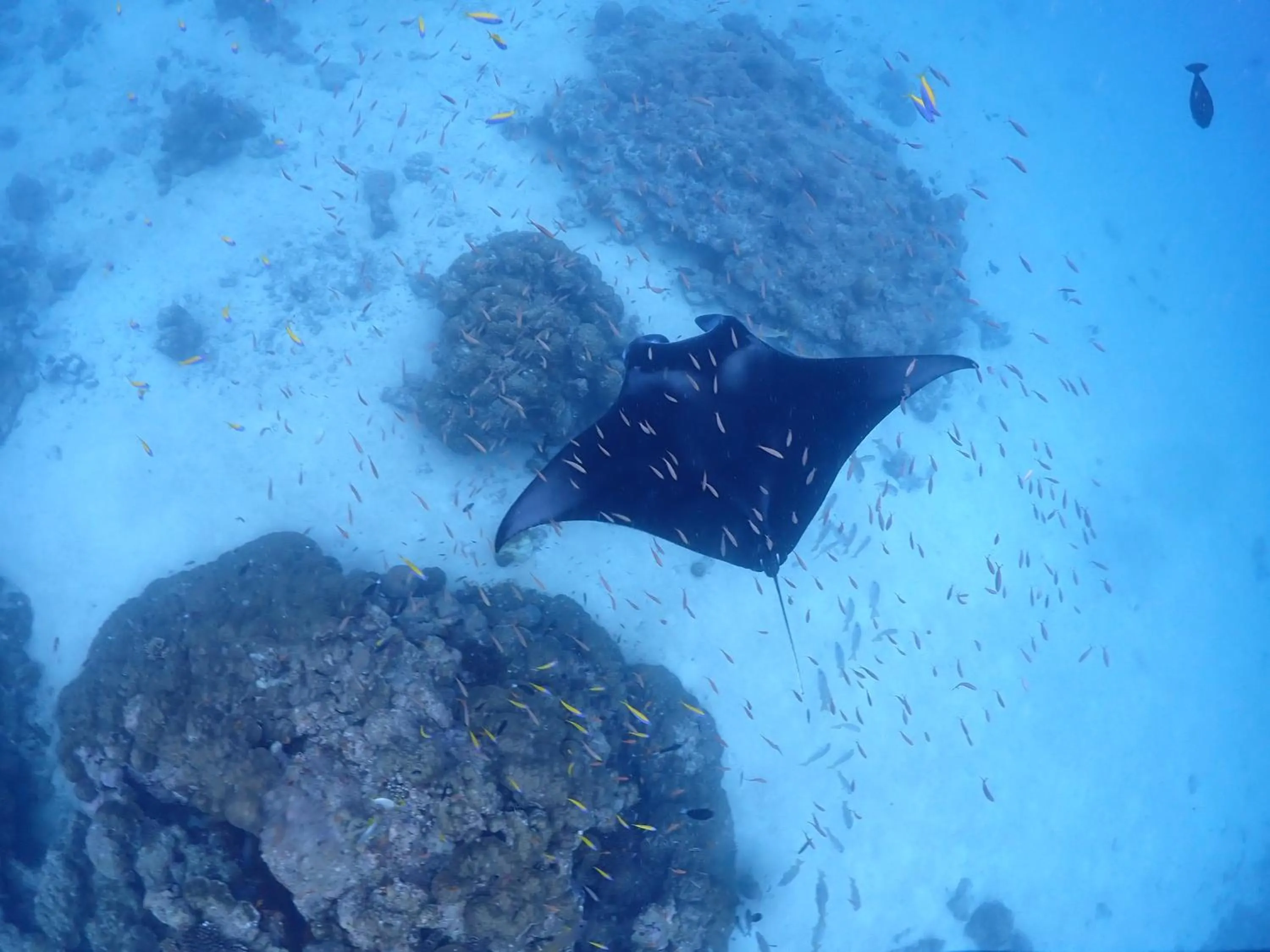 Snorkeling in Rasdu View Inn