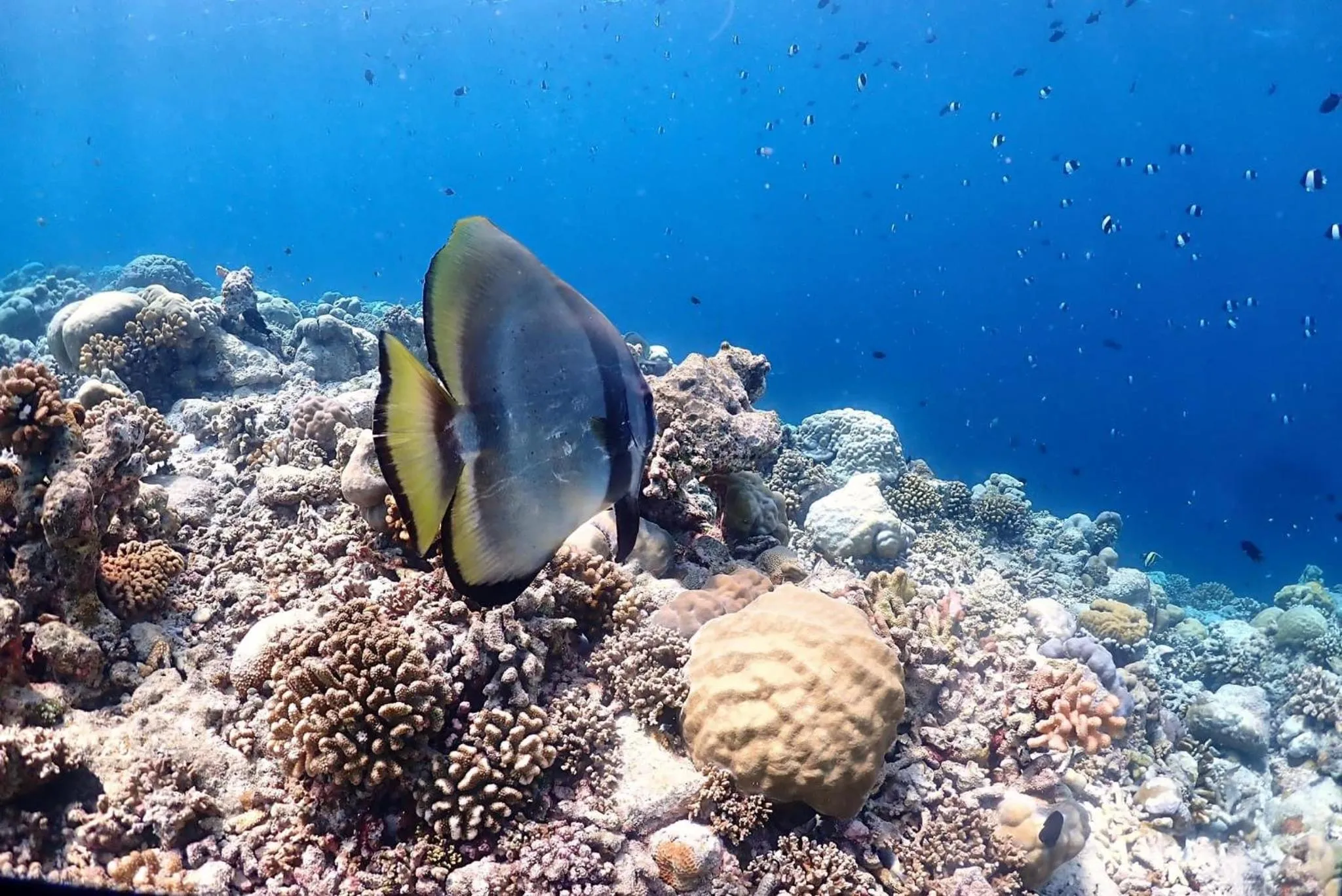 Snorkeling in Rasdu View Inn