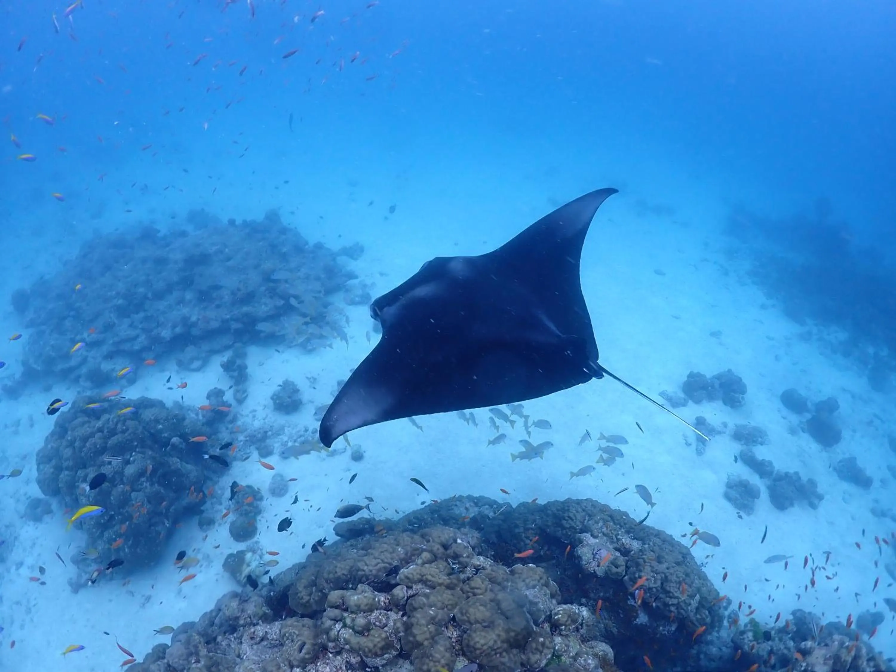 Snorkeling in Rasdu View Inn