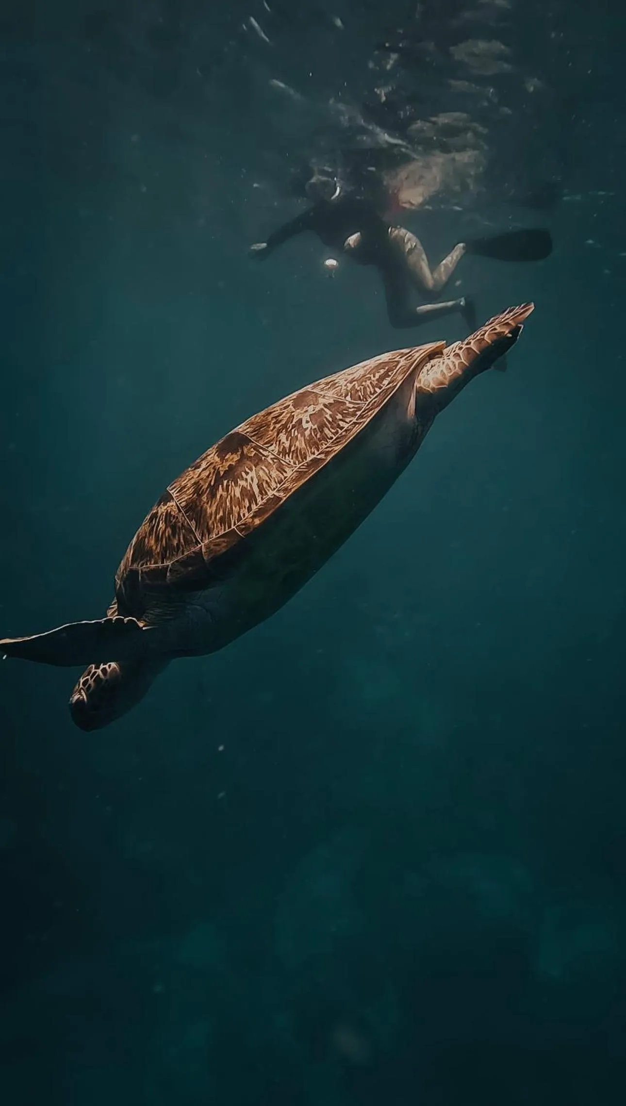 Natural landscape in Rasdu View Inn