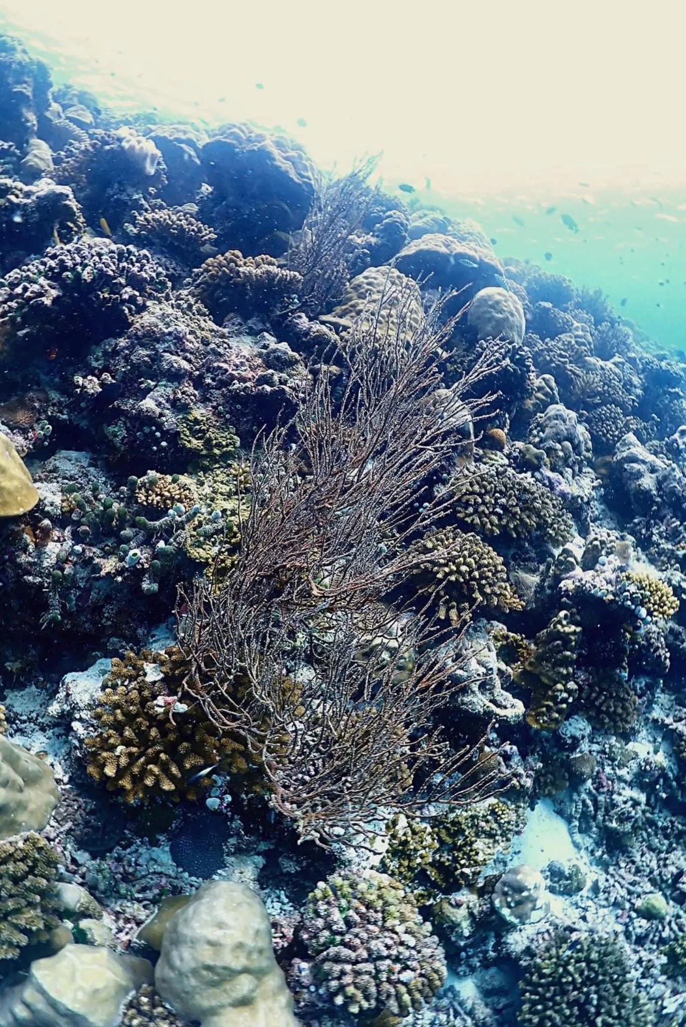 Natural landscape in Rasdu View Inn