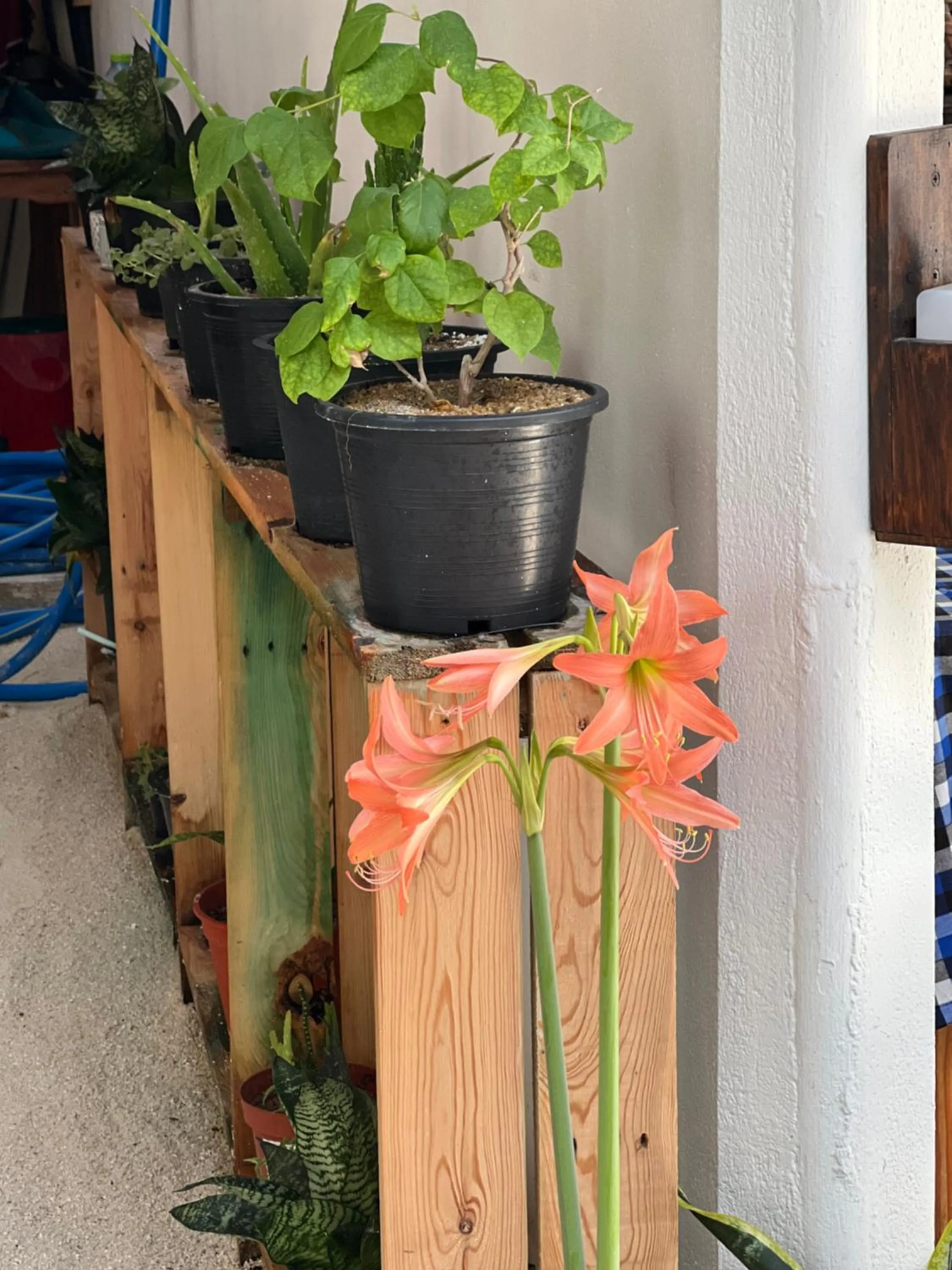 Garden in Rasdu View Inn