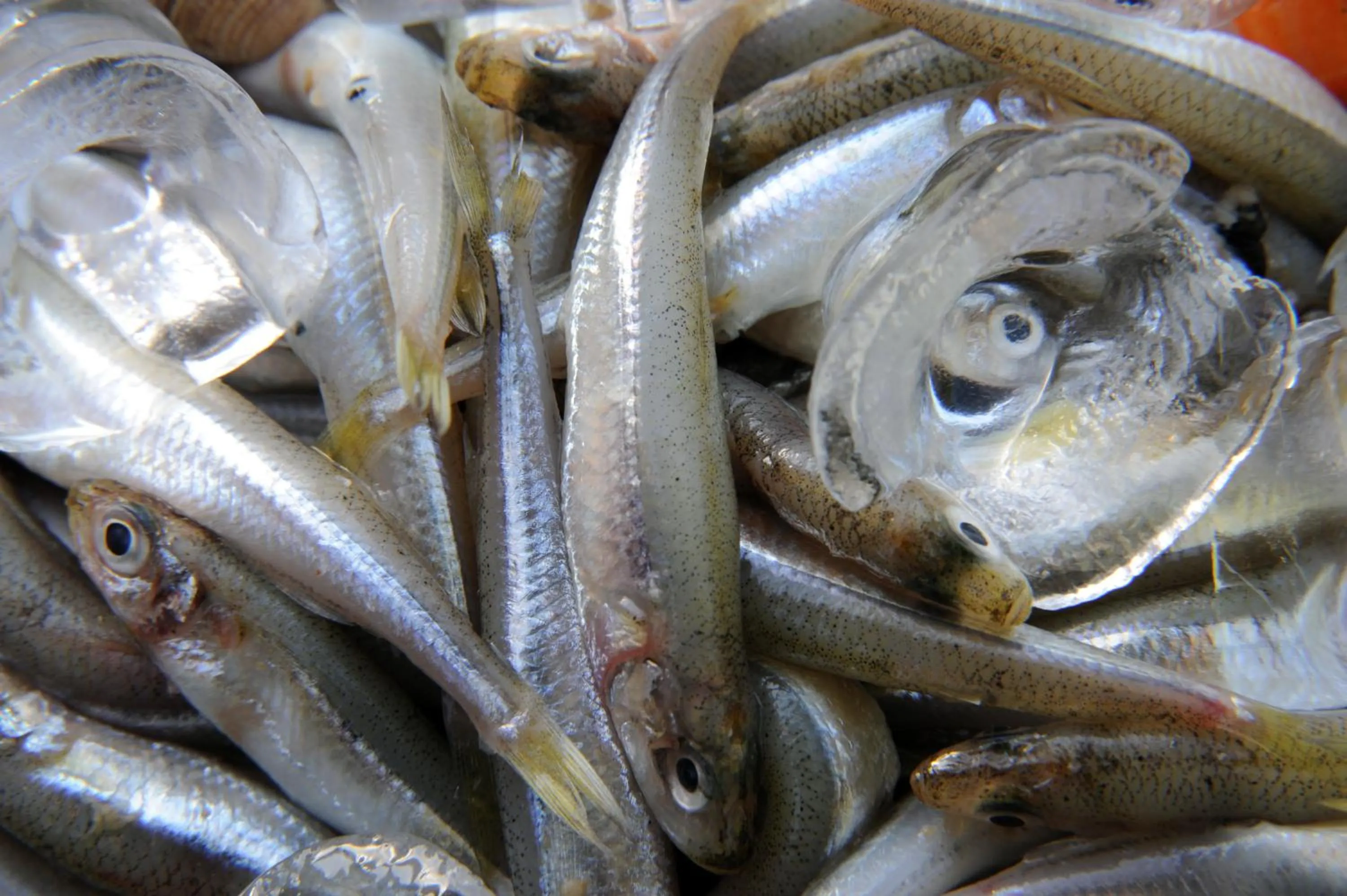 Other in Locanda Da Otello