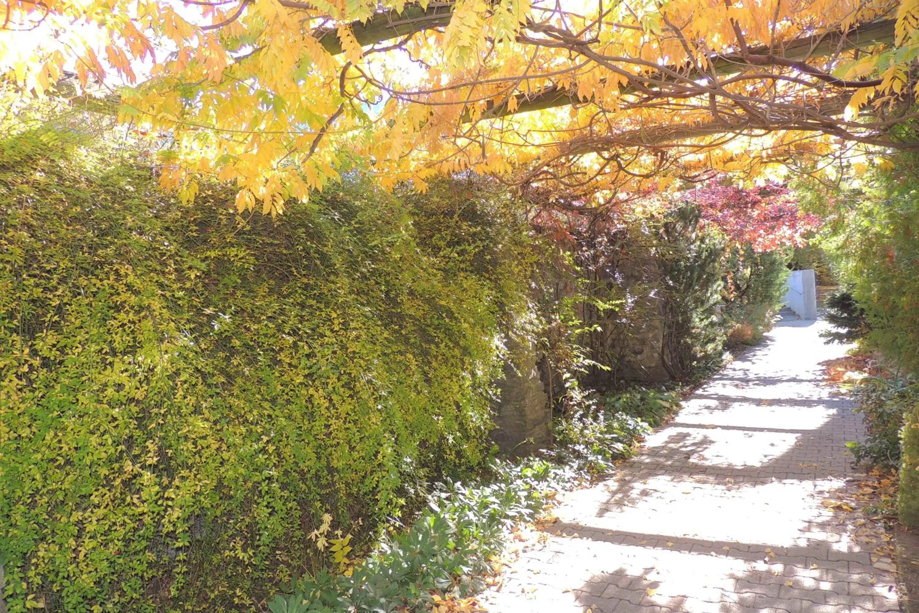 Garden in B&B Haus Schönstatt contactless- Check-In