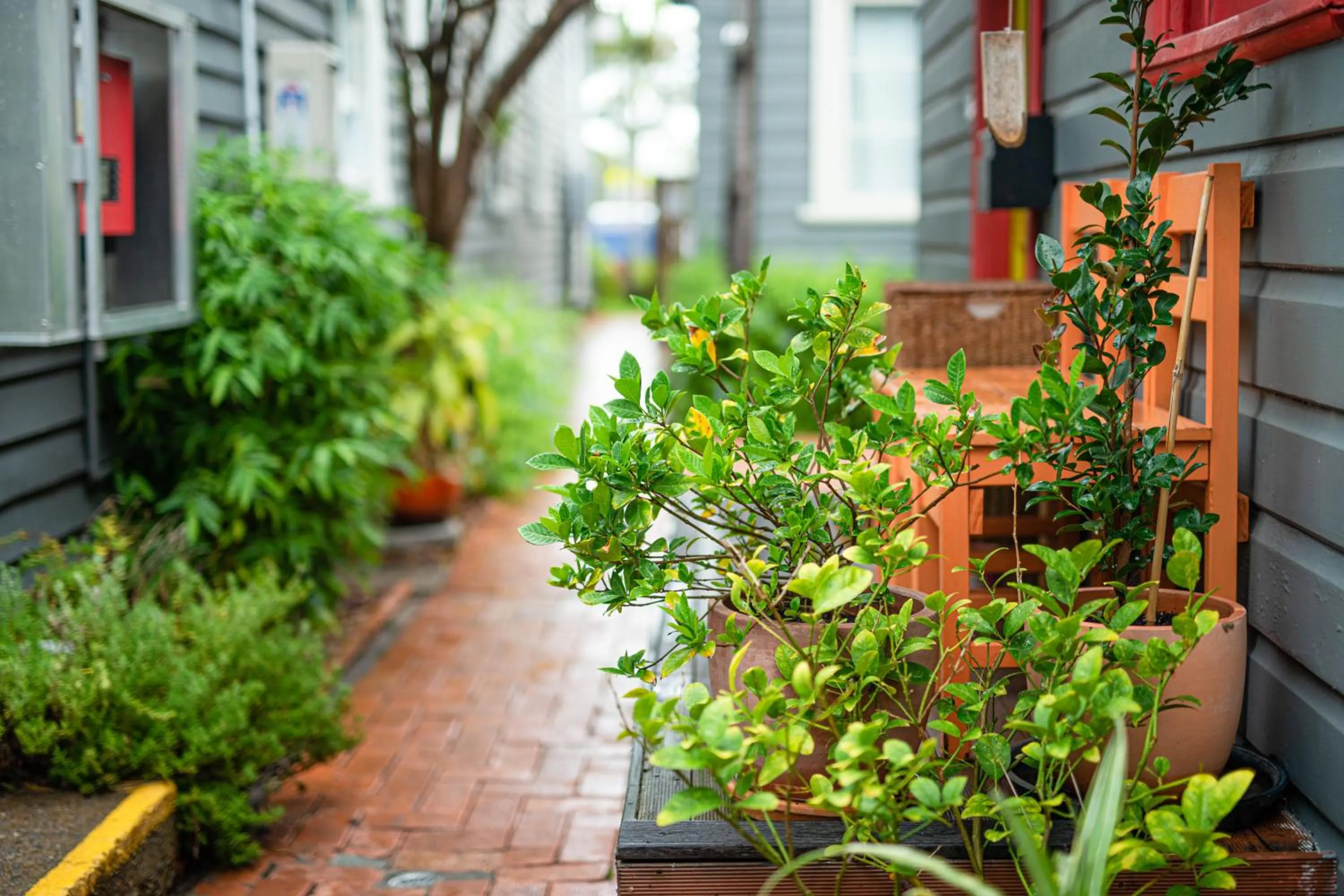 Garden in Backpackers Newcastle
