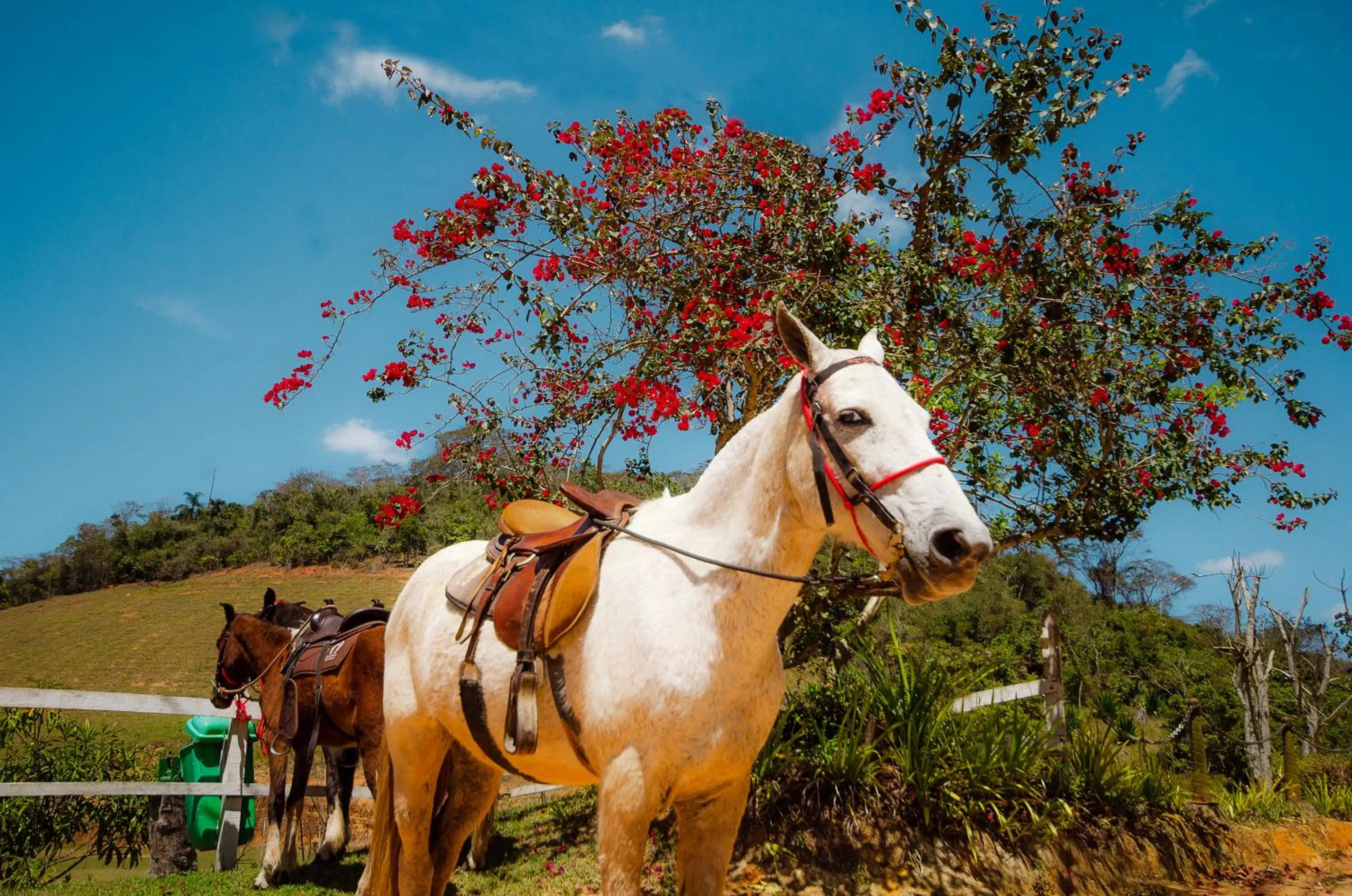Horse-riding in Hotel Fazenda FASCINAÇÃO