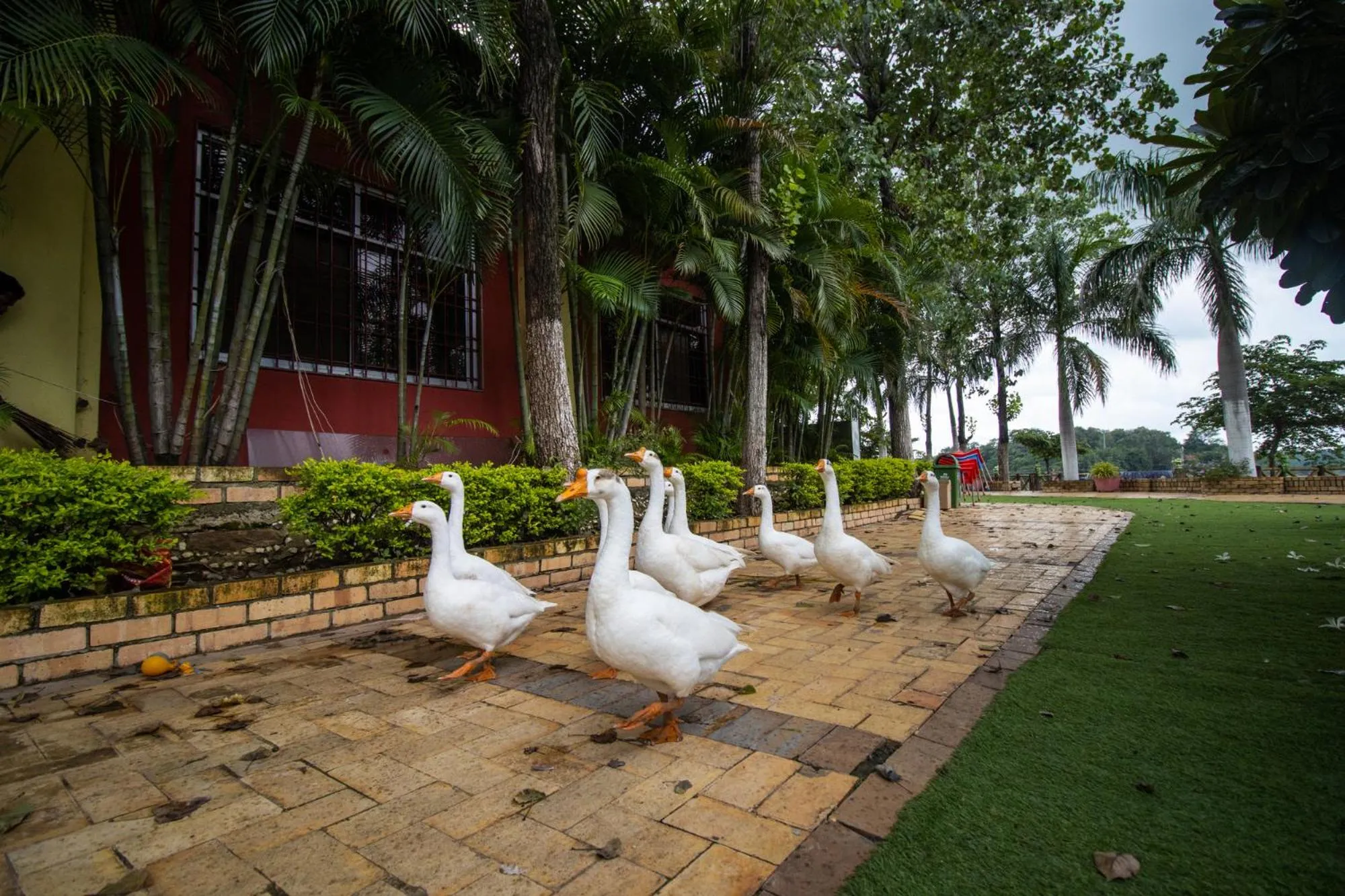 Animals in Vrindavan Gopala Resort