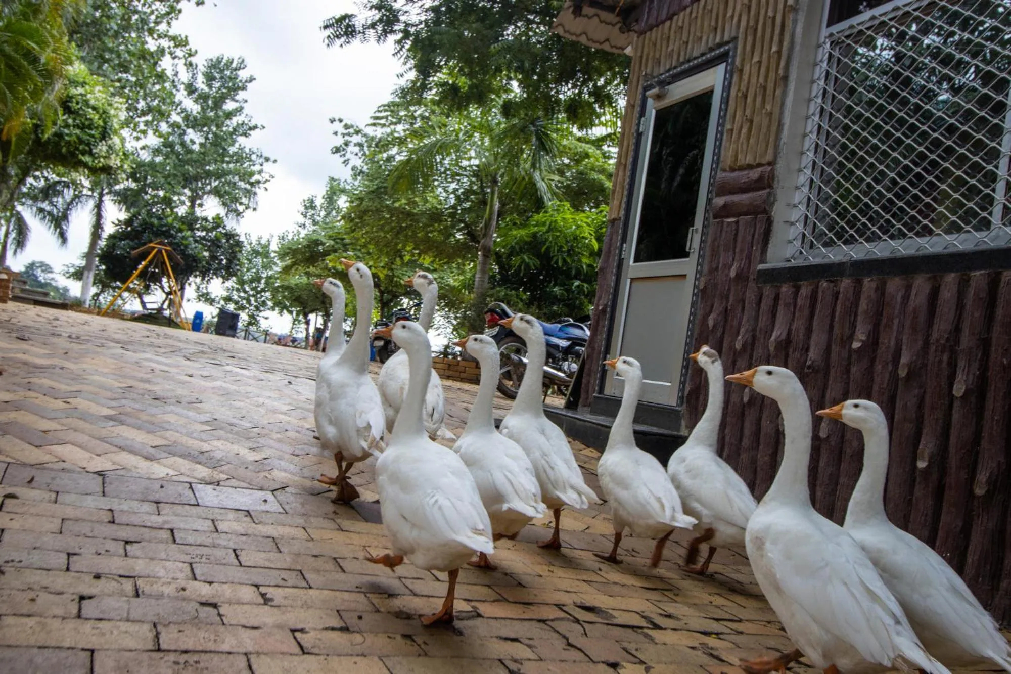 Animals in Vrindavan Gopala Resort