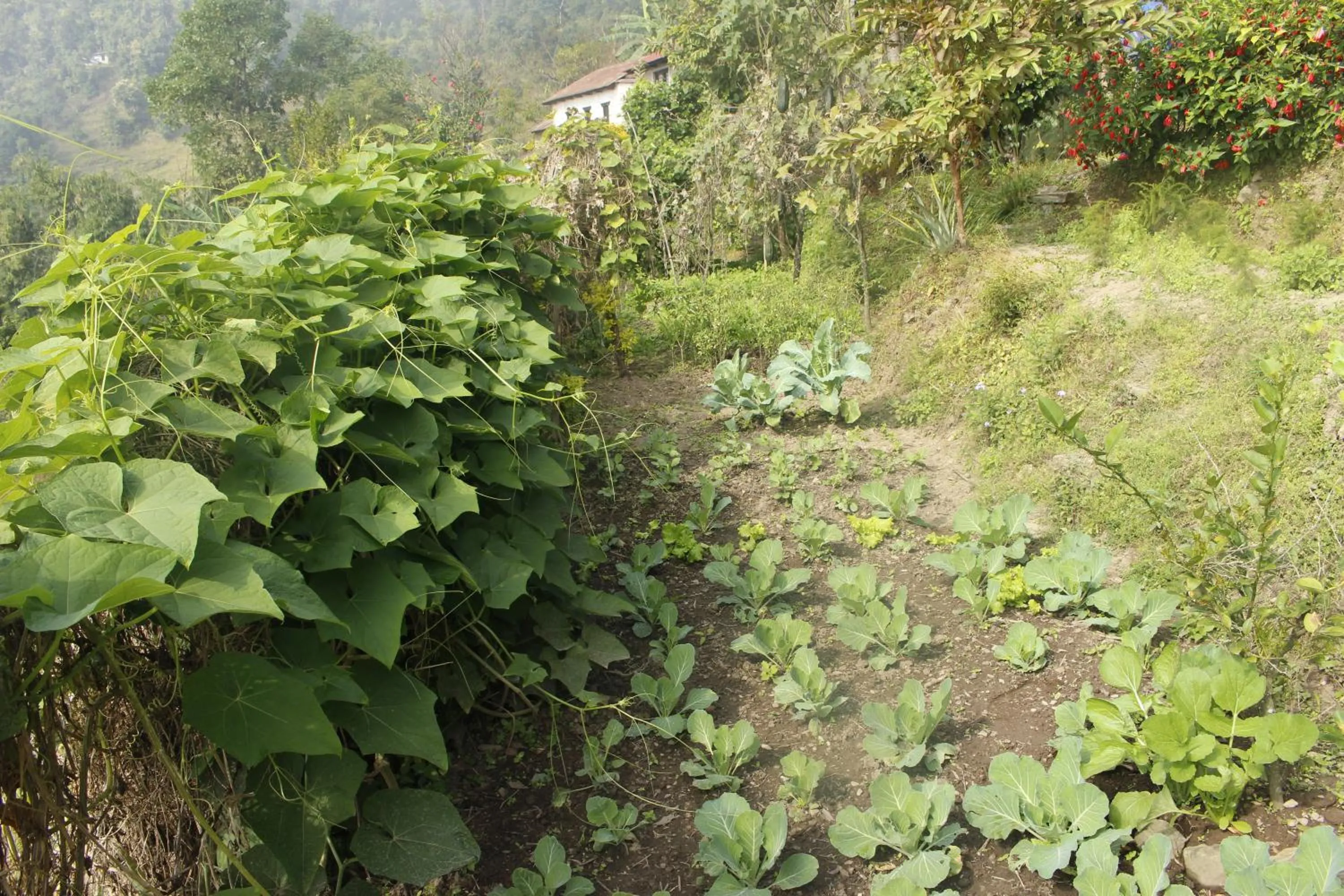 Winter in Siddhartha Garden Ayurveda