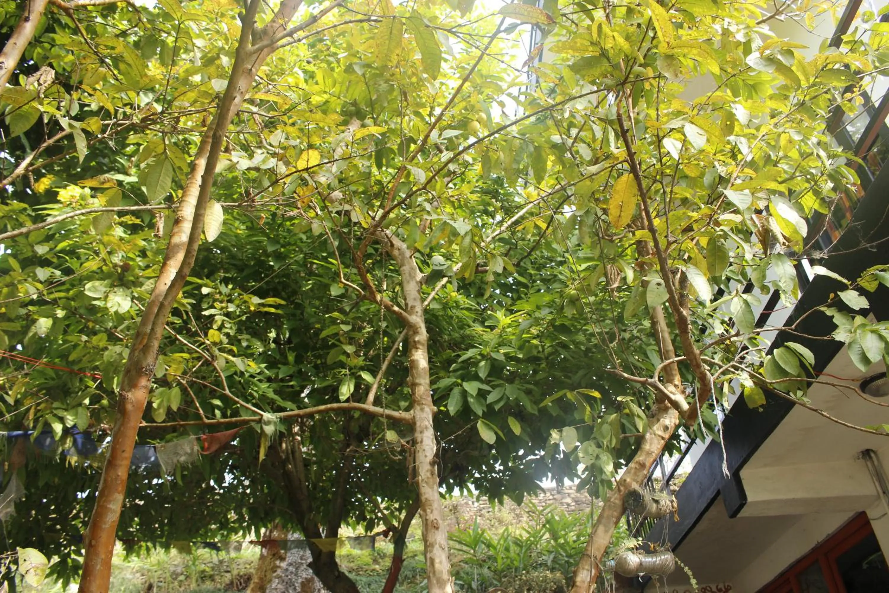 On site in Siddhartha Garden Ayurveda