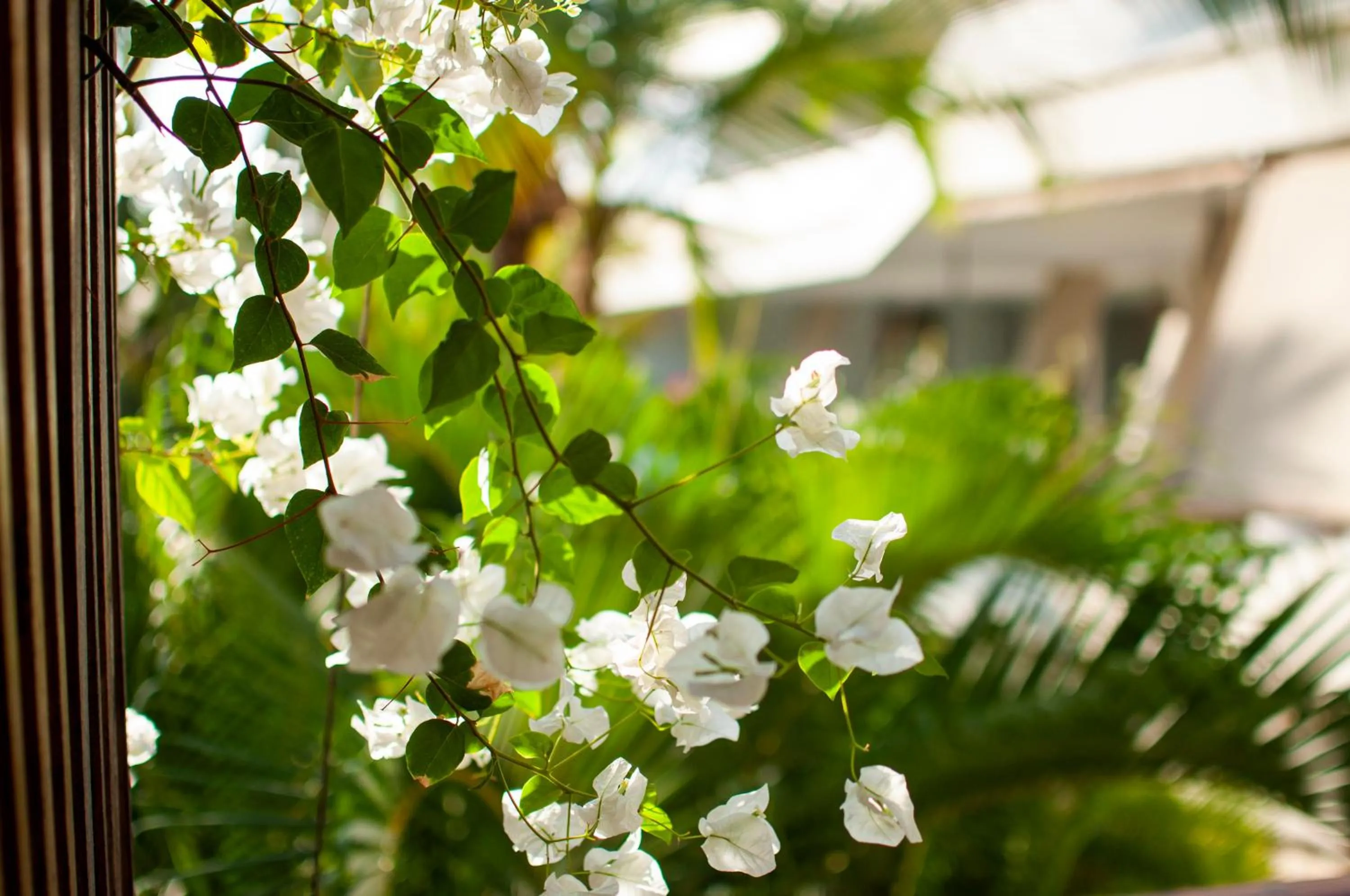 Garden in Billionaire Resort & Retreat Malindi