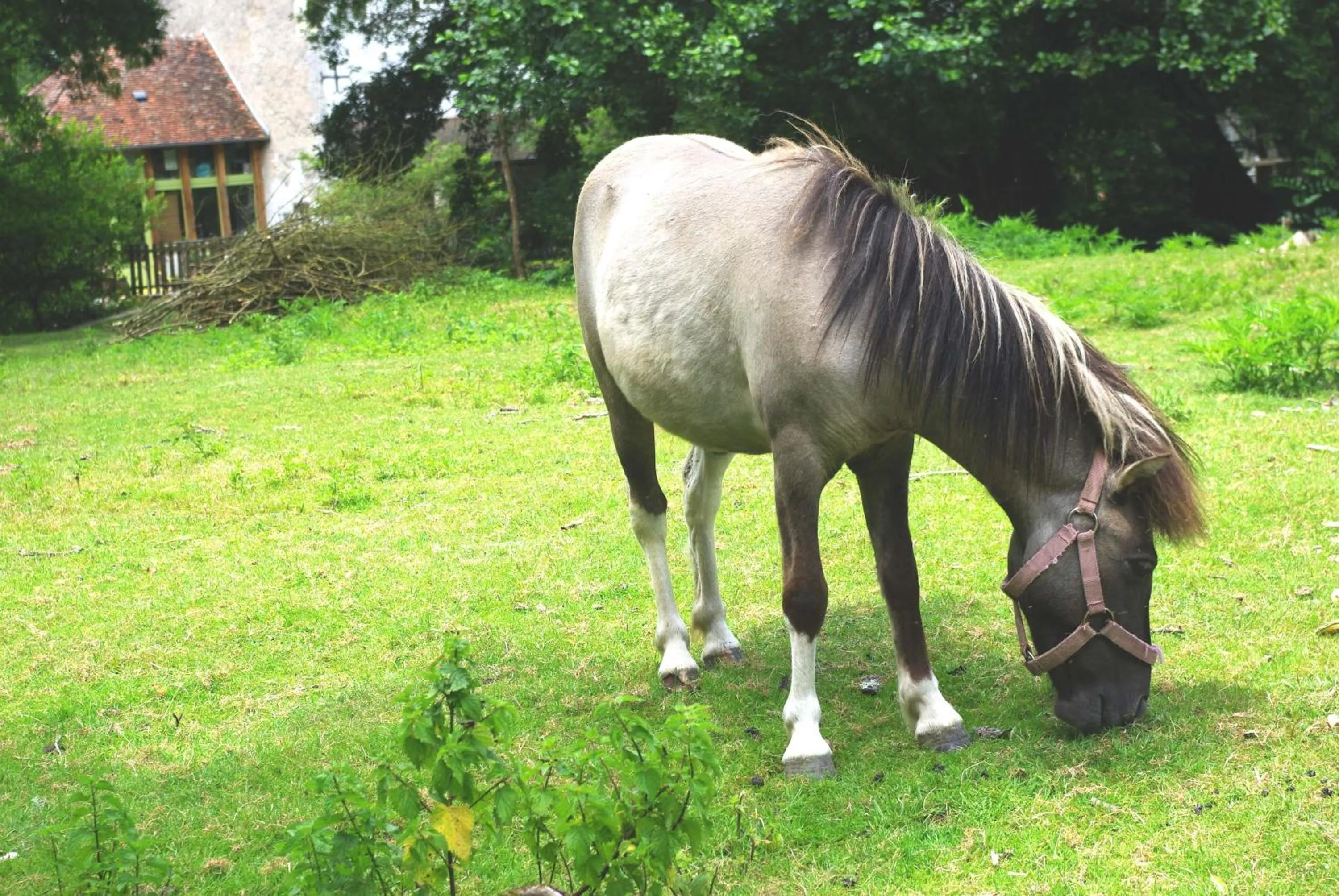 Garden in Maison d'hôtes Moulin du Bas Pesé