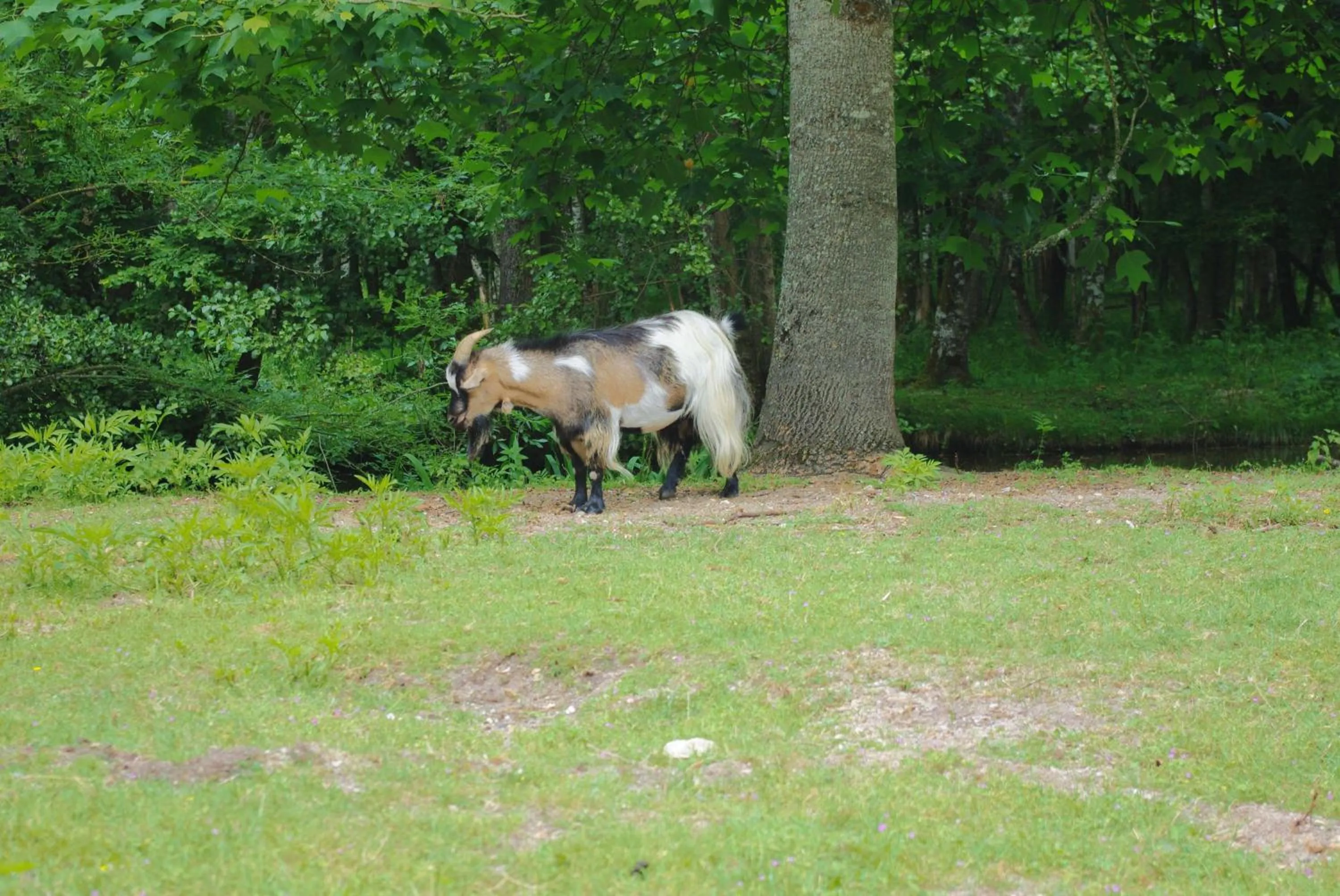 Garden in Maison d'hôtes Moulin du Bas Pesé
