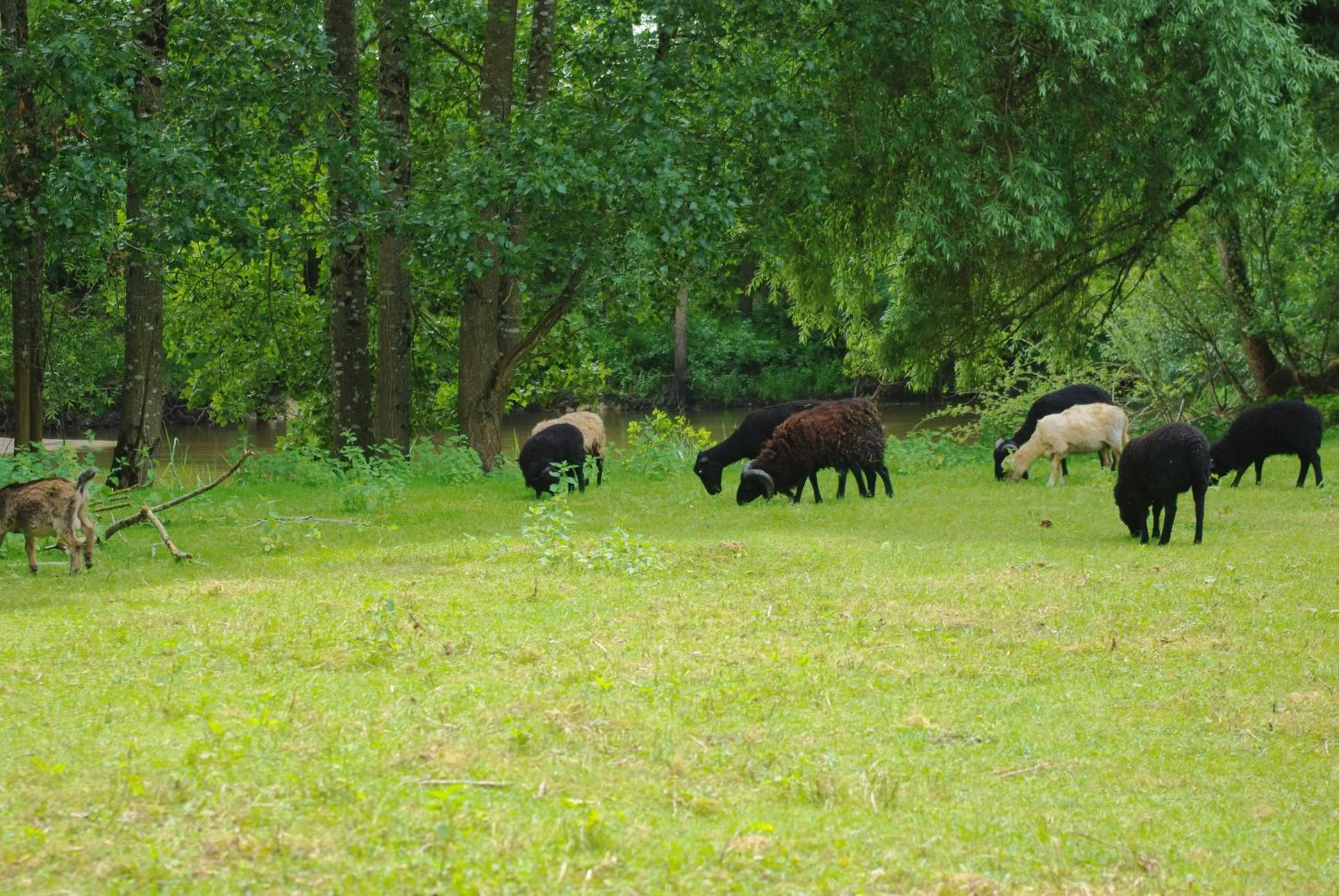 Garden in Maison d'hôtes Moulin du Bas Pesé