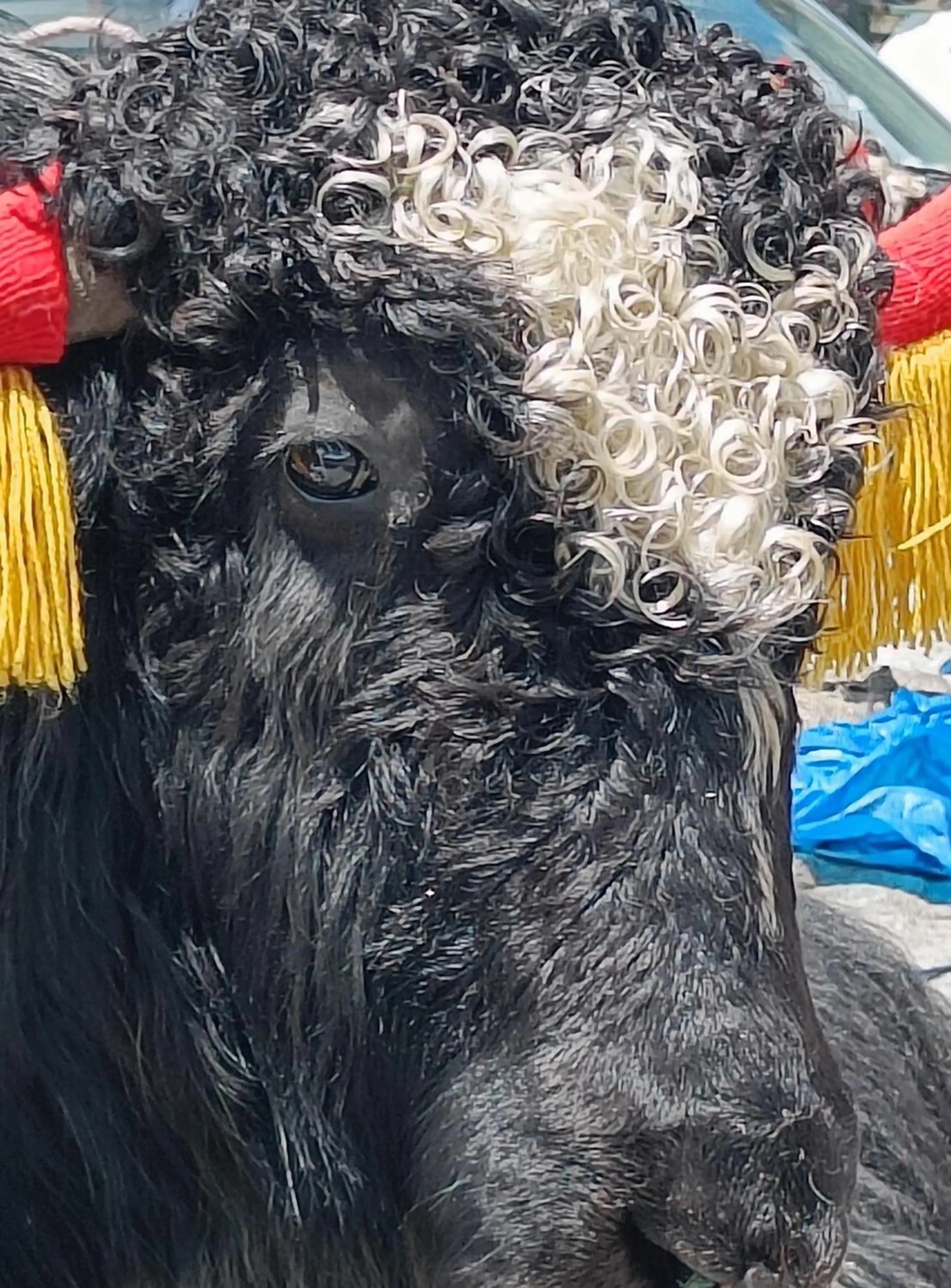 Activities in Mellow Fellow Hostel