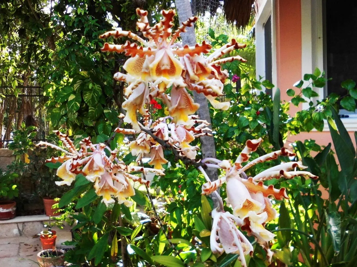 Garden in Casa Gatos Suites