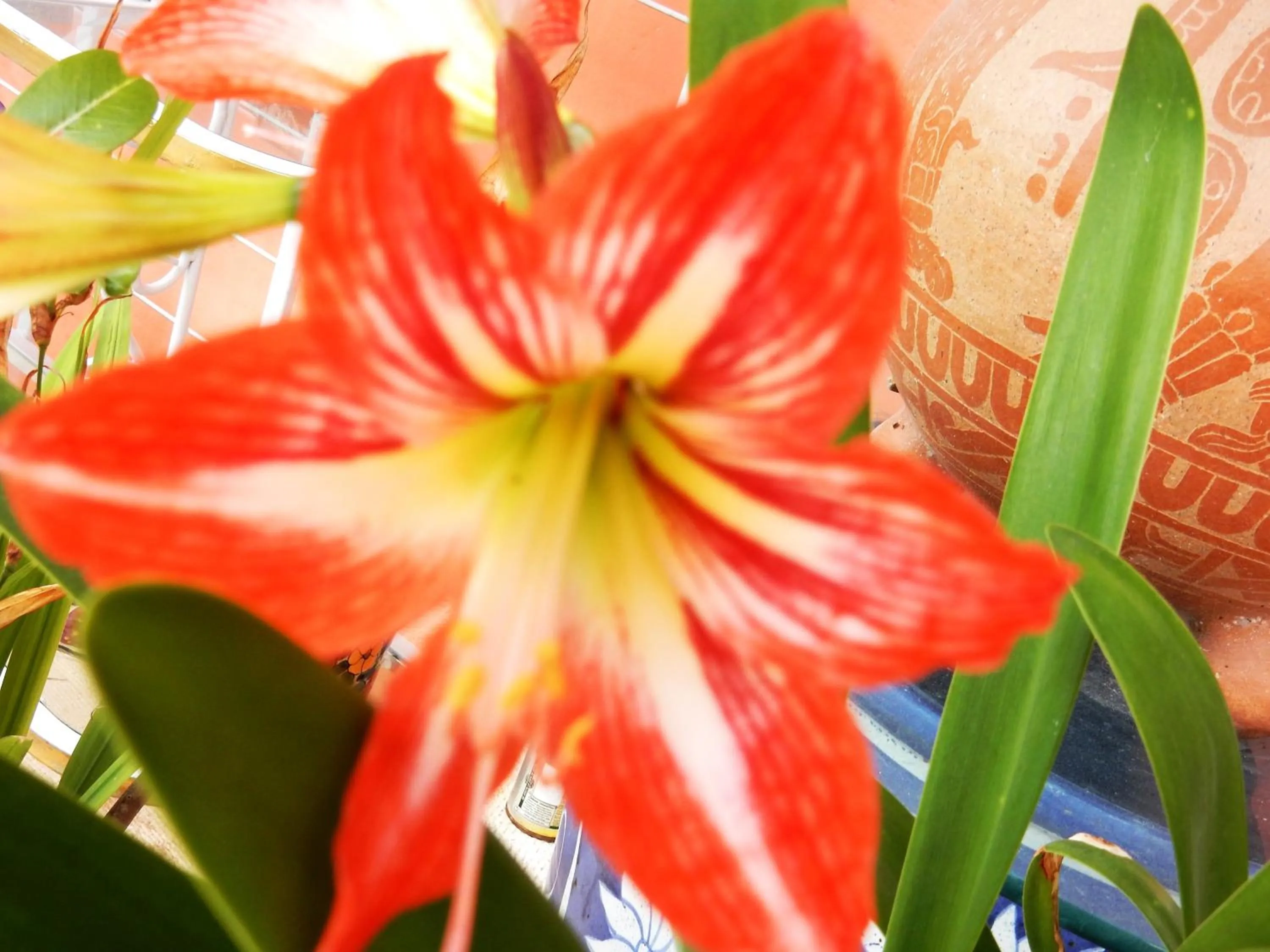 Garden in Casa Gatos Suites