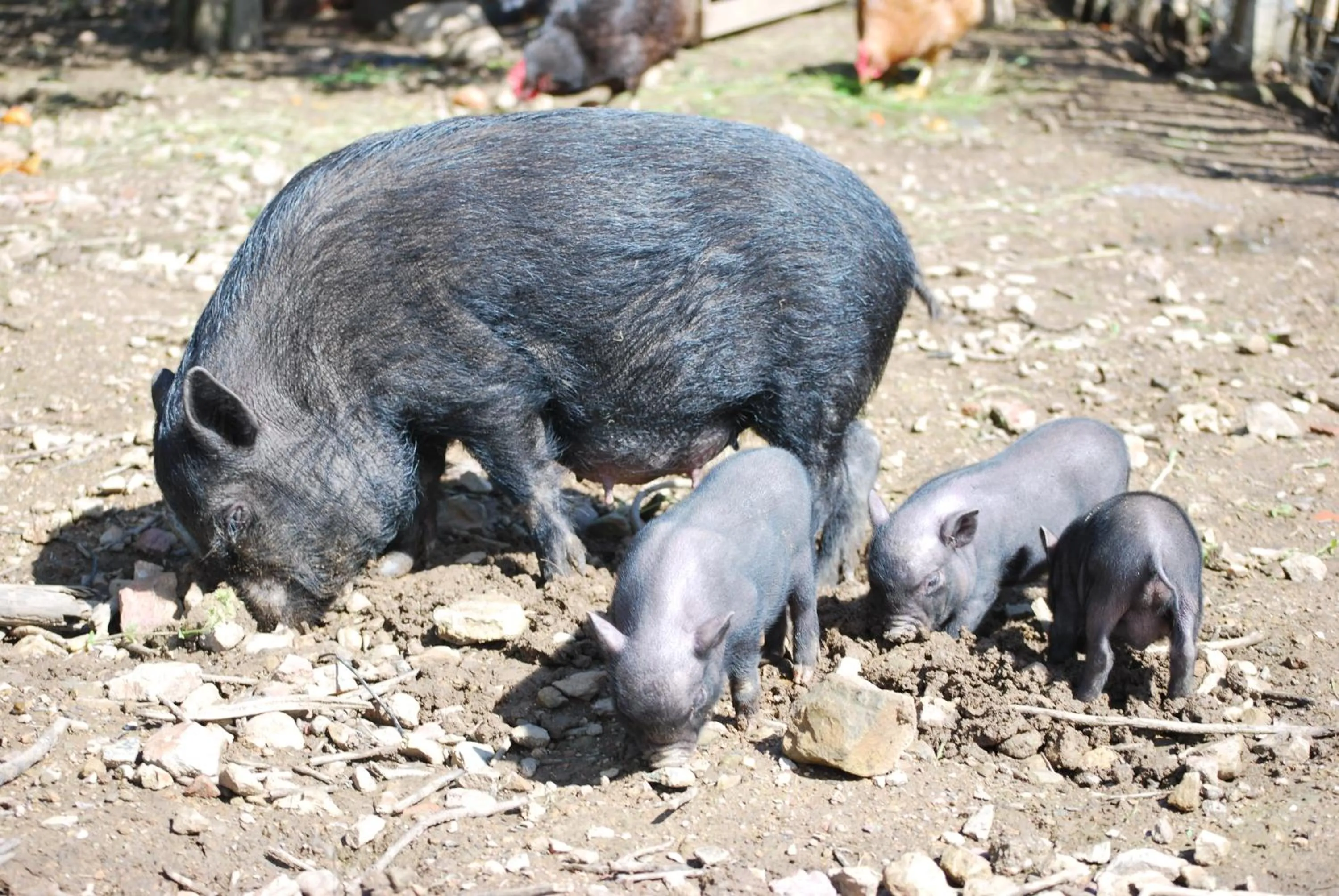Garden in Alegria rustica