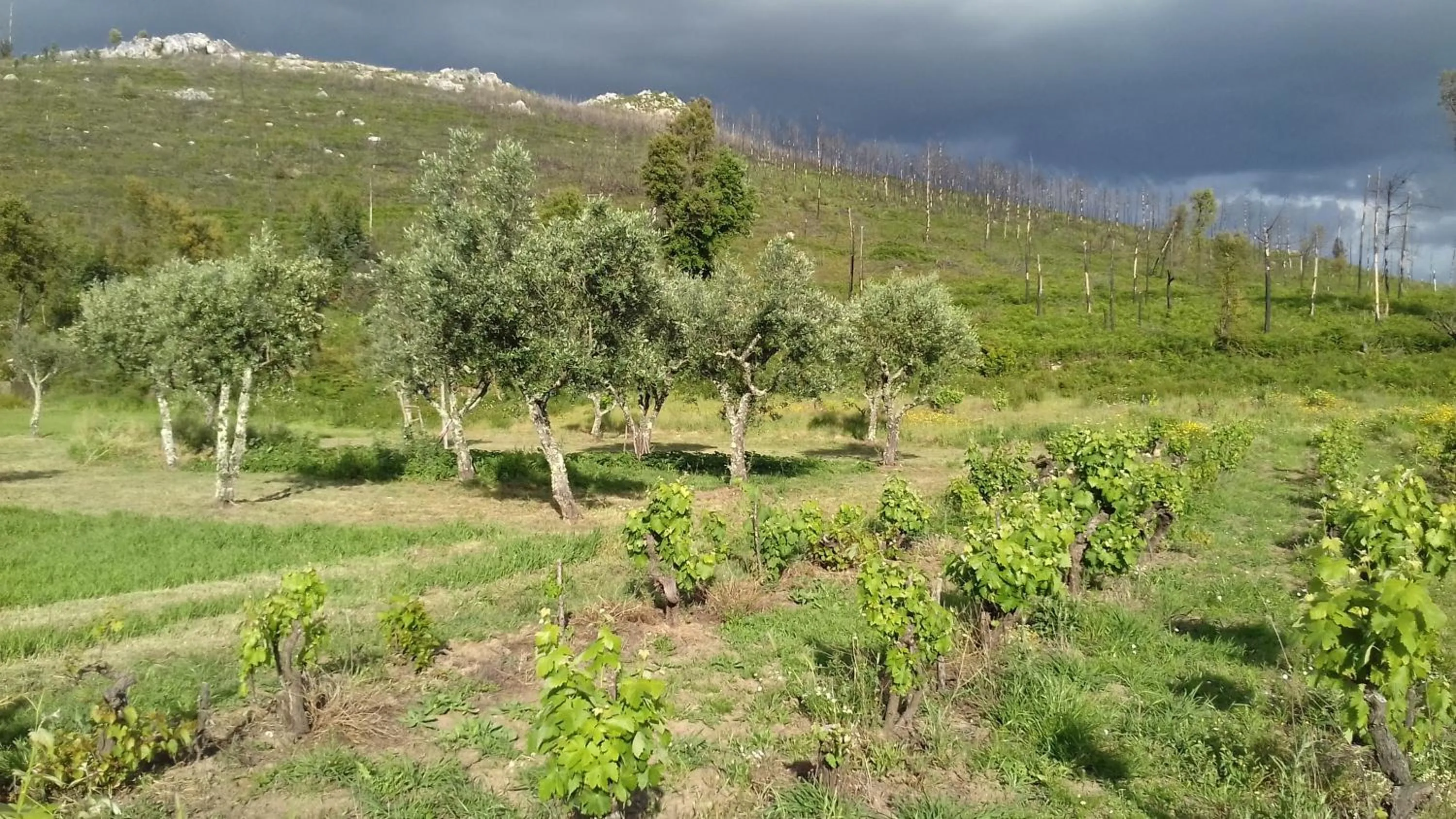 Garden in Alegria rustica