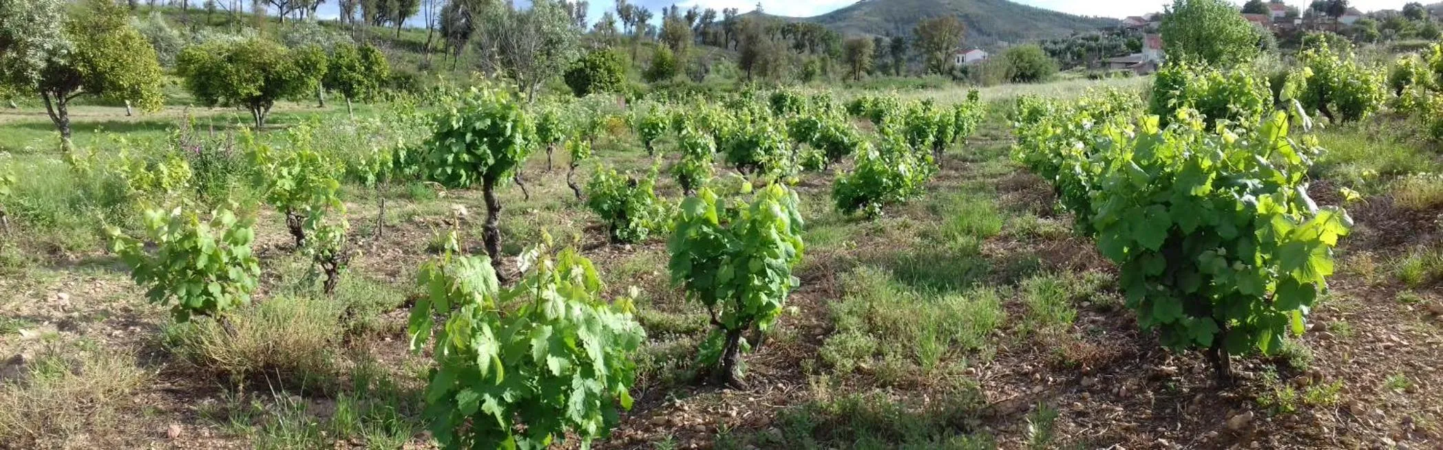 Natural landscape in Alegria rustica