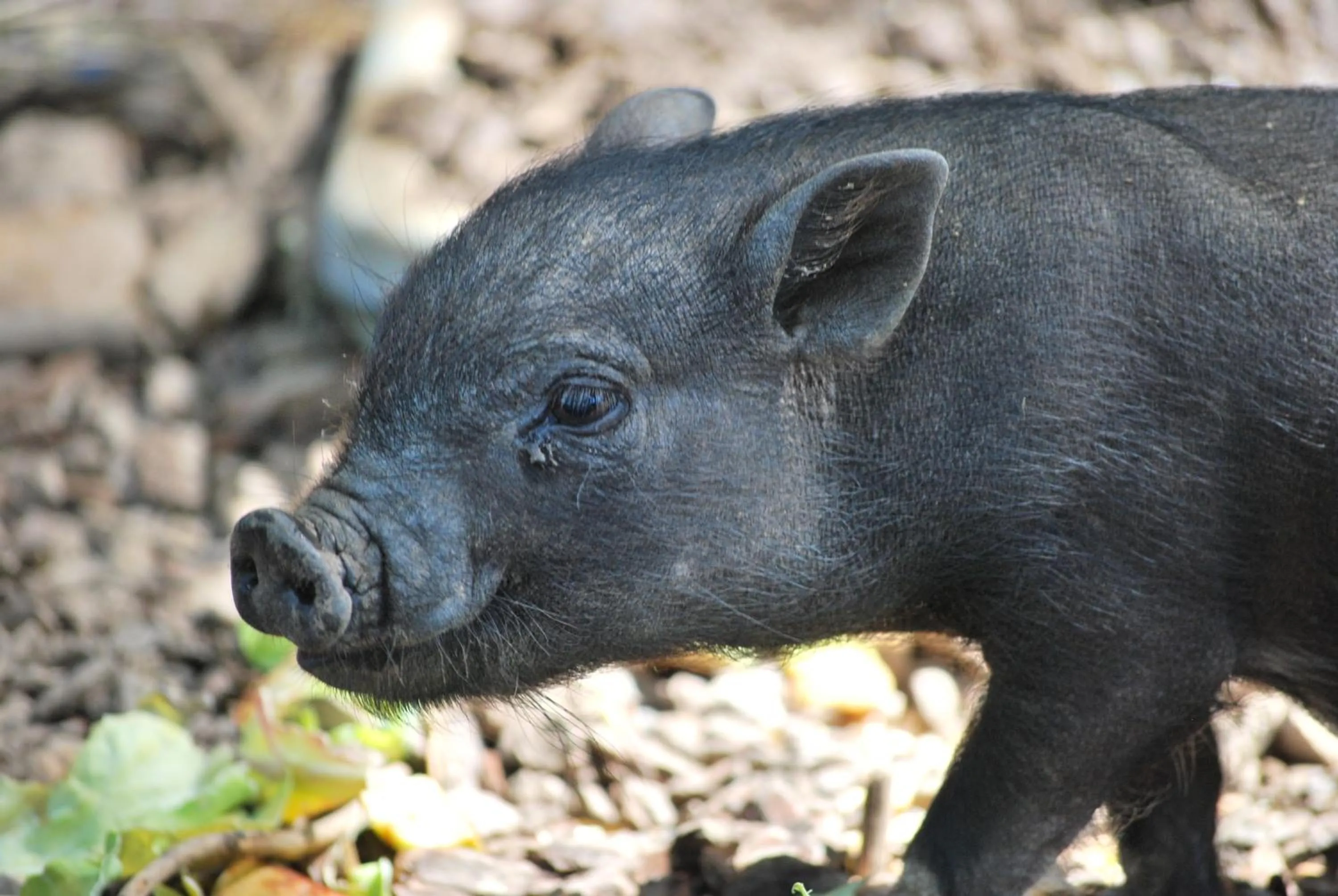 Garden in Alegria rustica