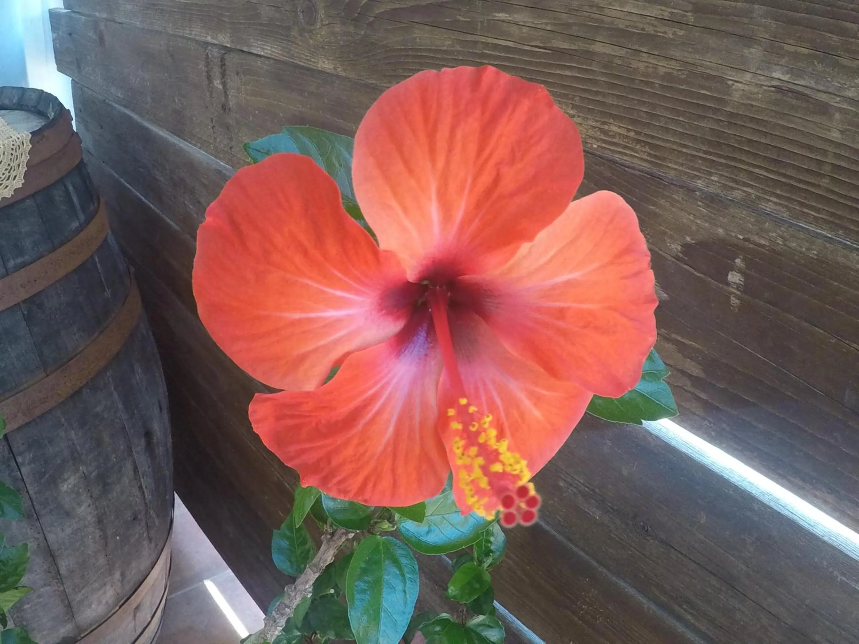 B&B da Maria Teresa - Maratea