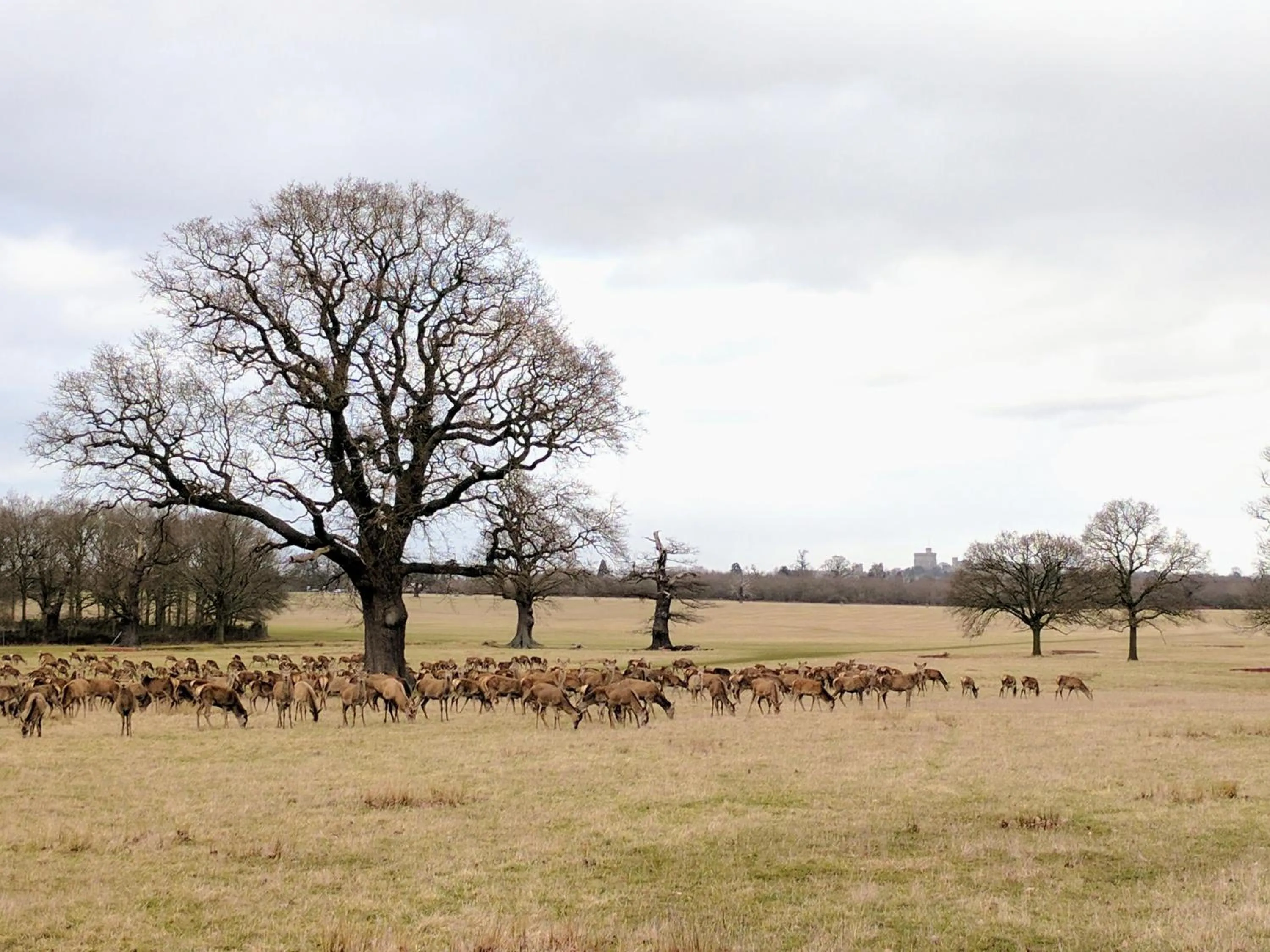 Nearby landmark in Perfect for Legoland, Windsor Castle and Ascot with free parking