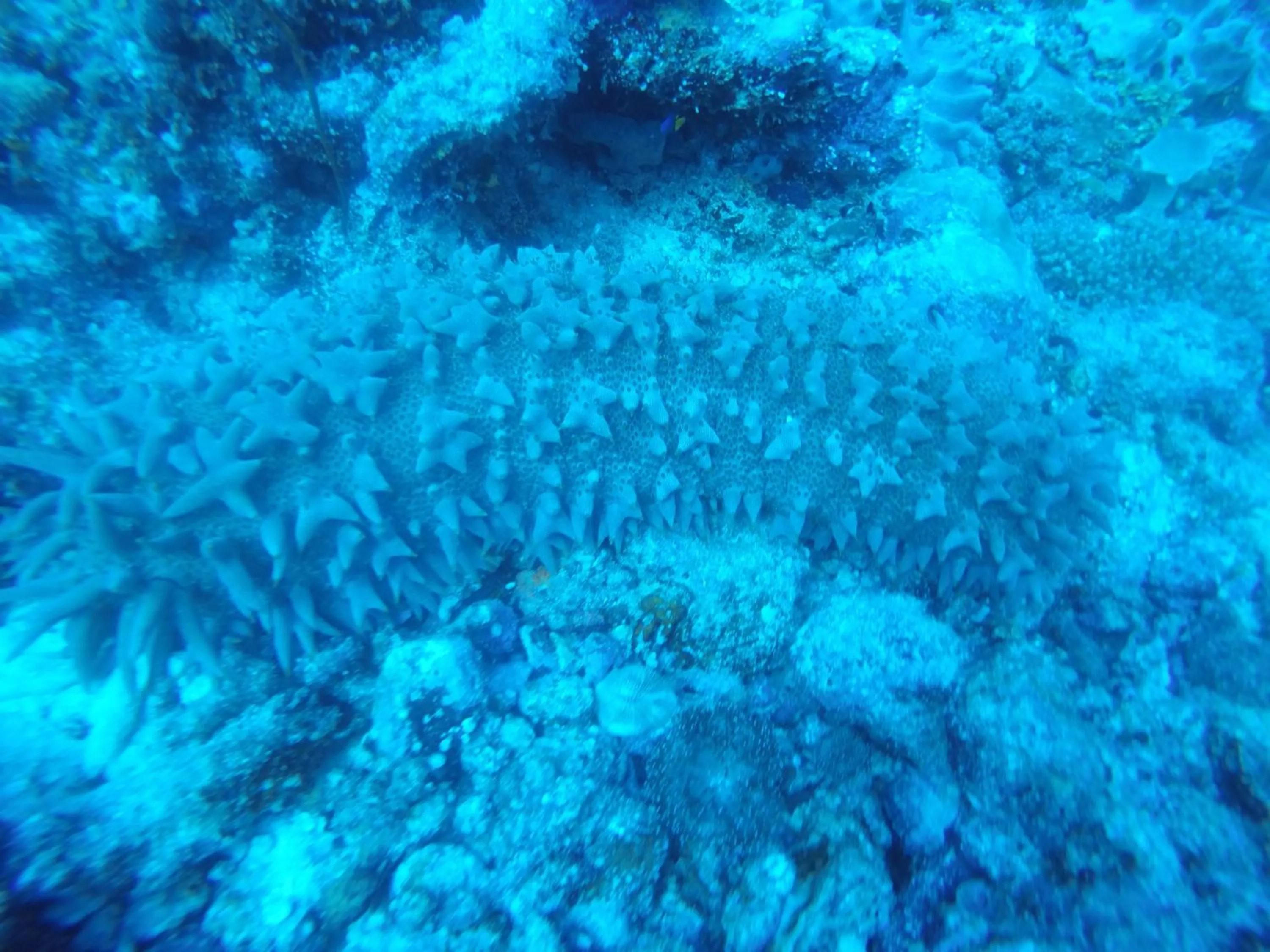 Diving in Origami Inn Himandhoo