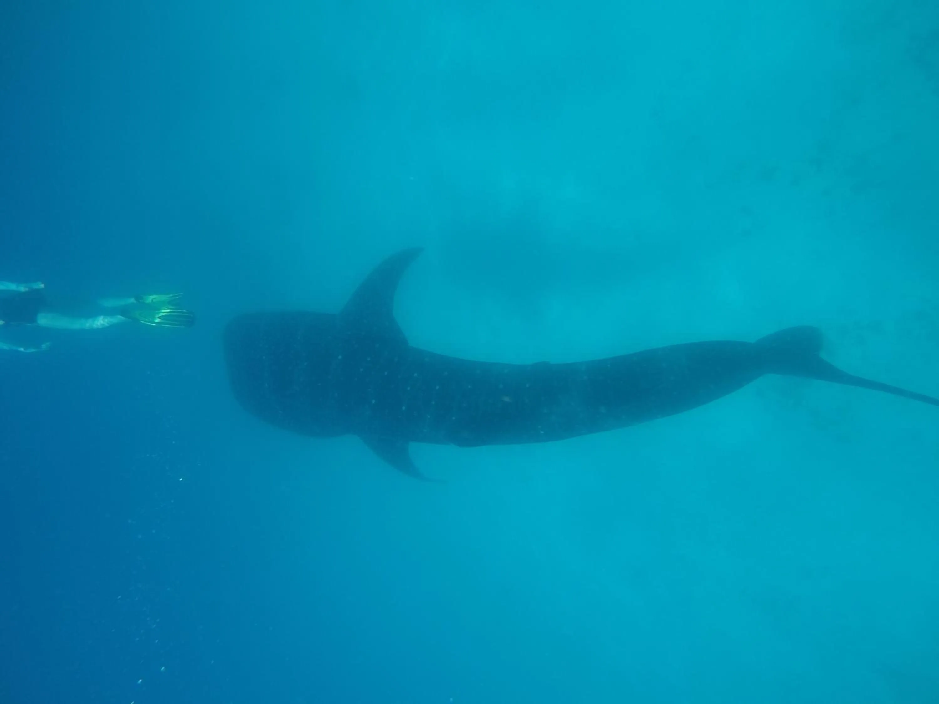 Snorkeling in Origami Inn Himandhoo