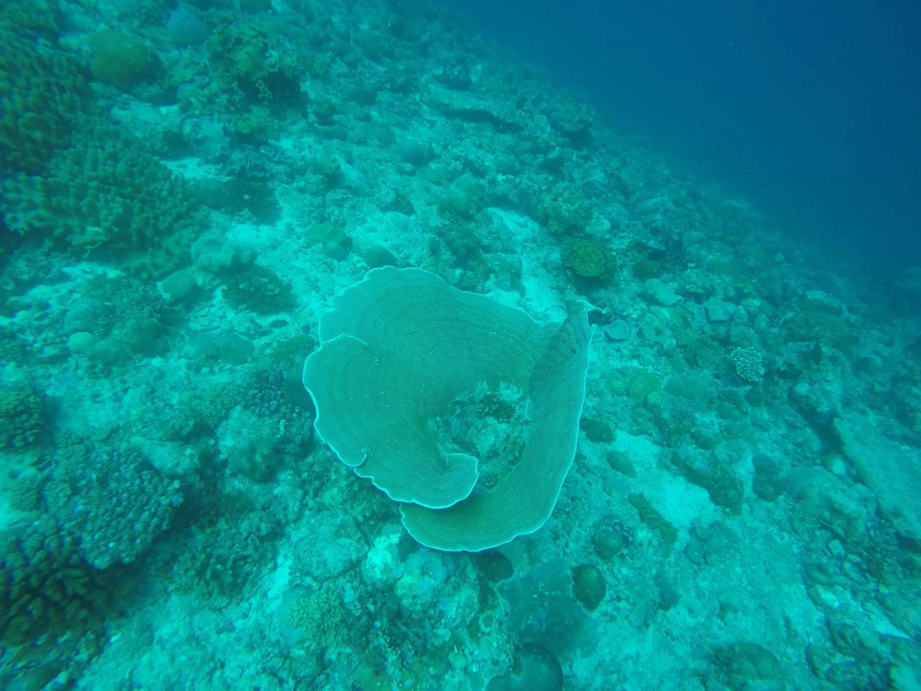 Diving in Origami Inn Himandhoo