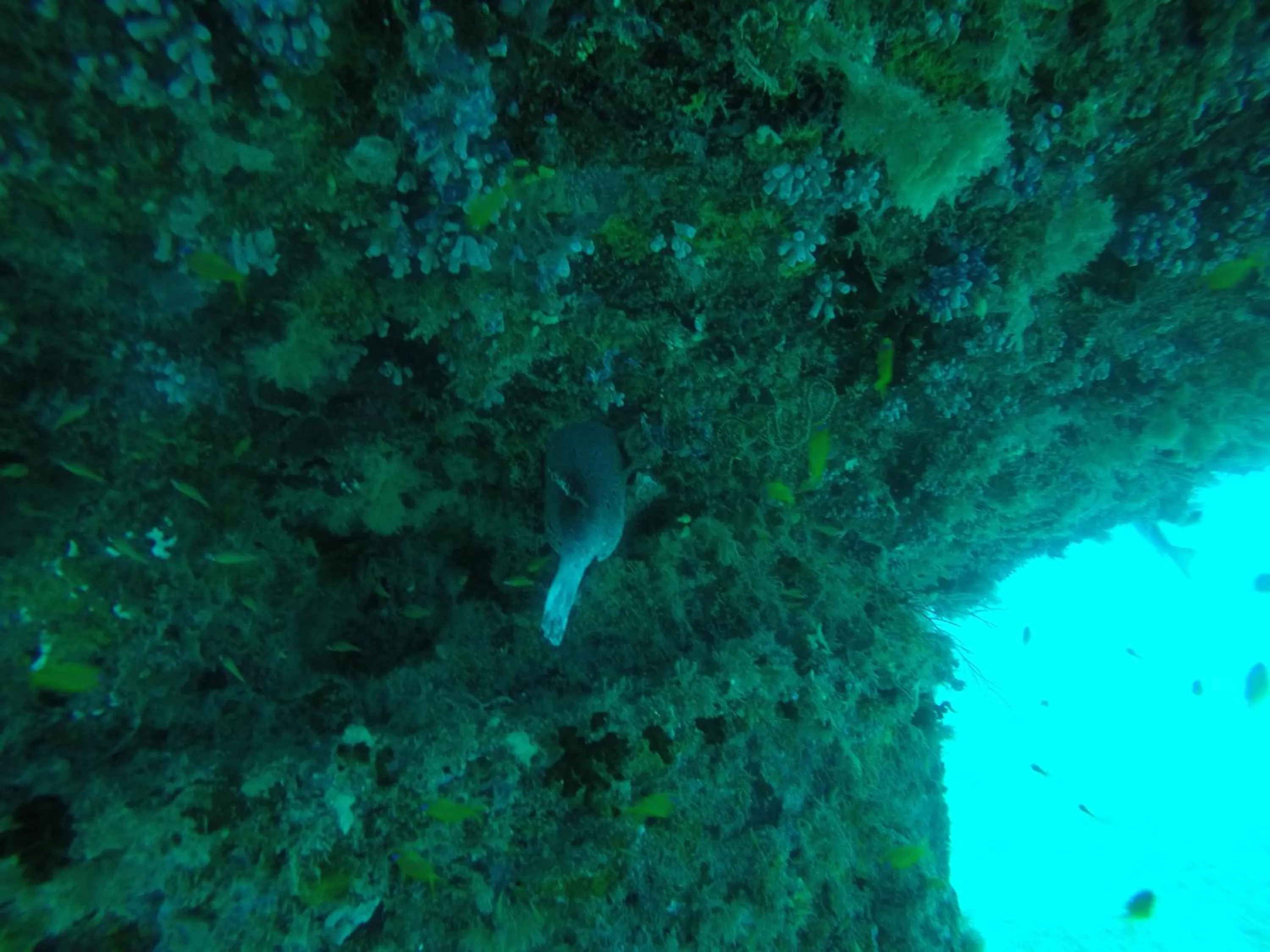 Diving in Origami Inn Himandhoo