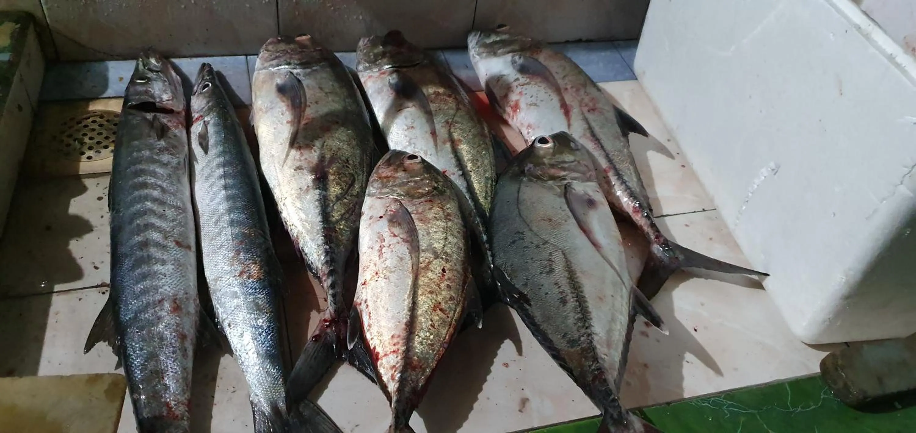 Fishing in Origami Inn Himandhoo