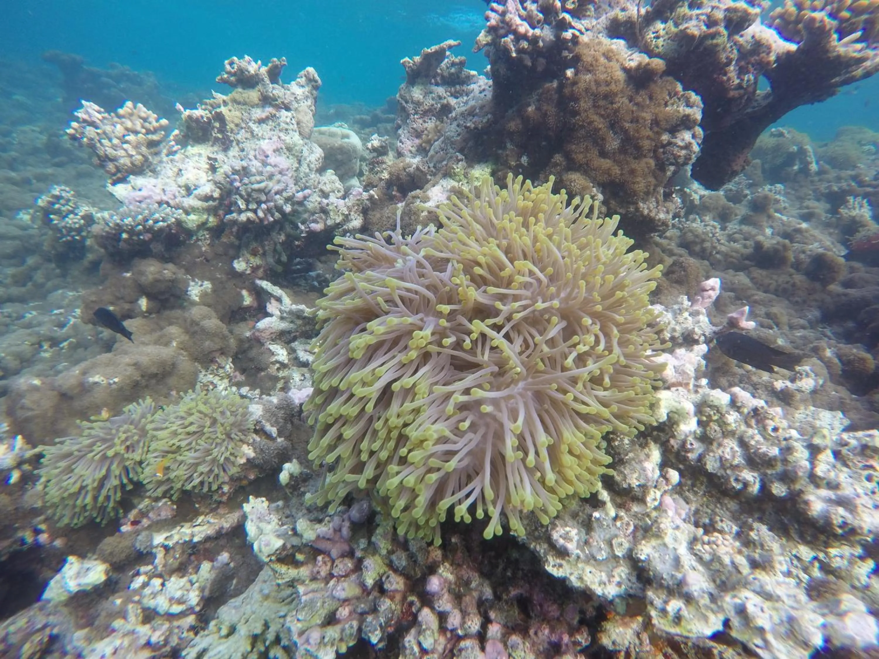 Snorkeling in Origami Inn Himandhoo