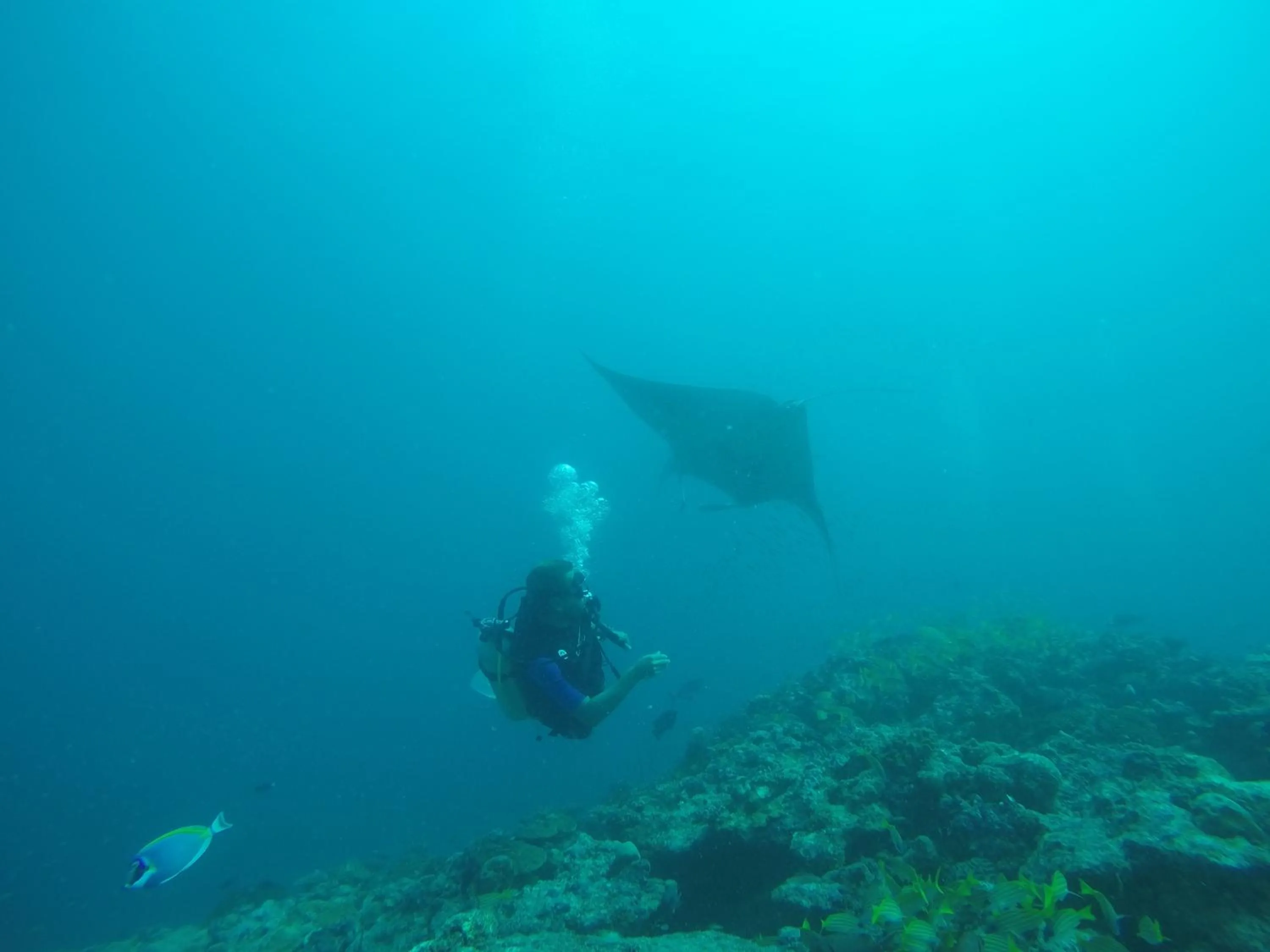 Diving in Origami Inn Himandhoo