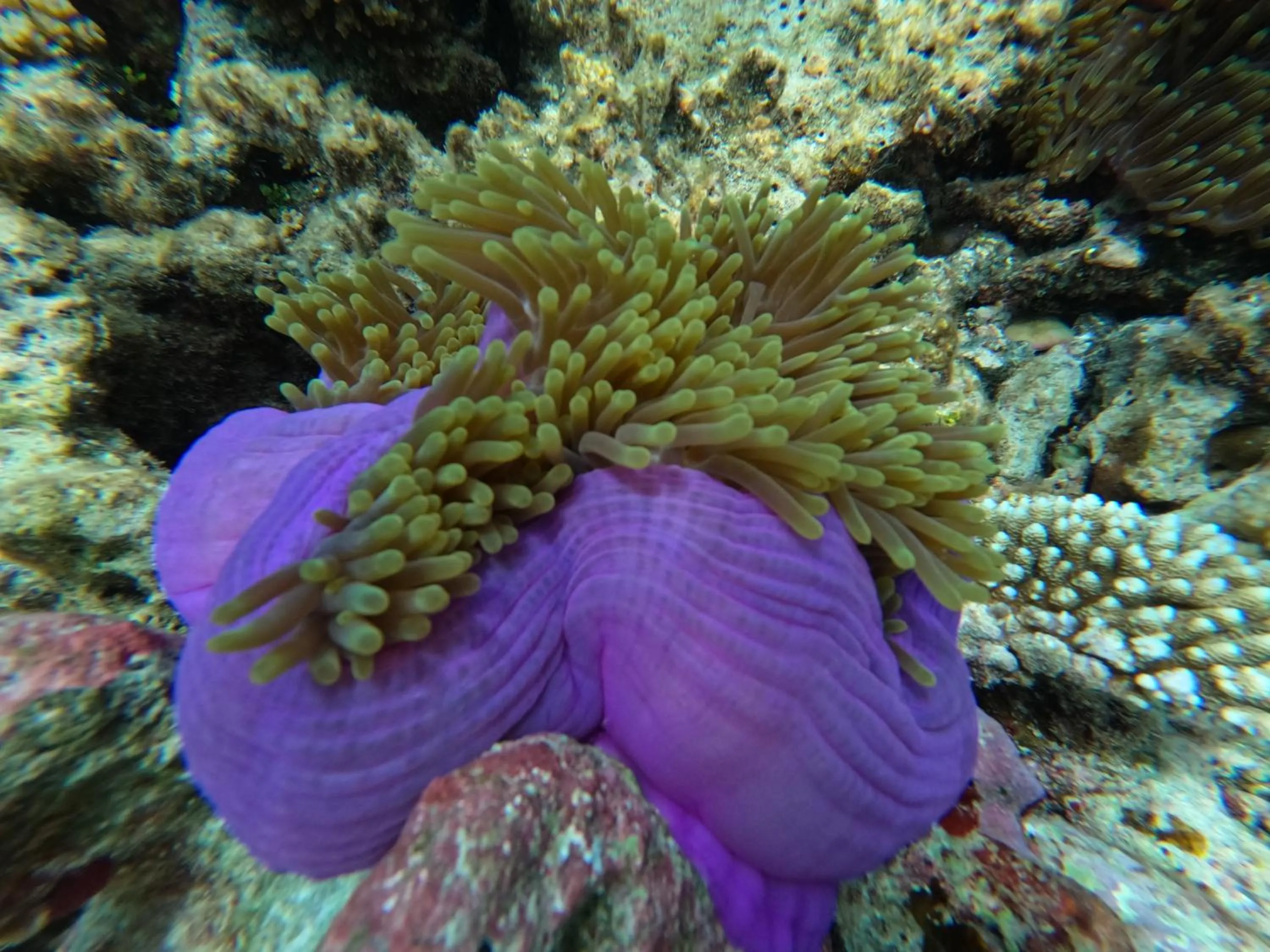 Origami Inn Himandhoo