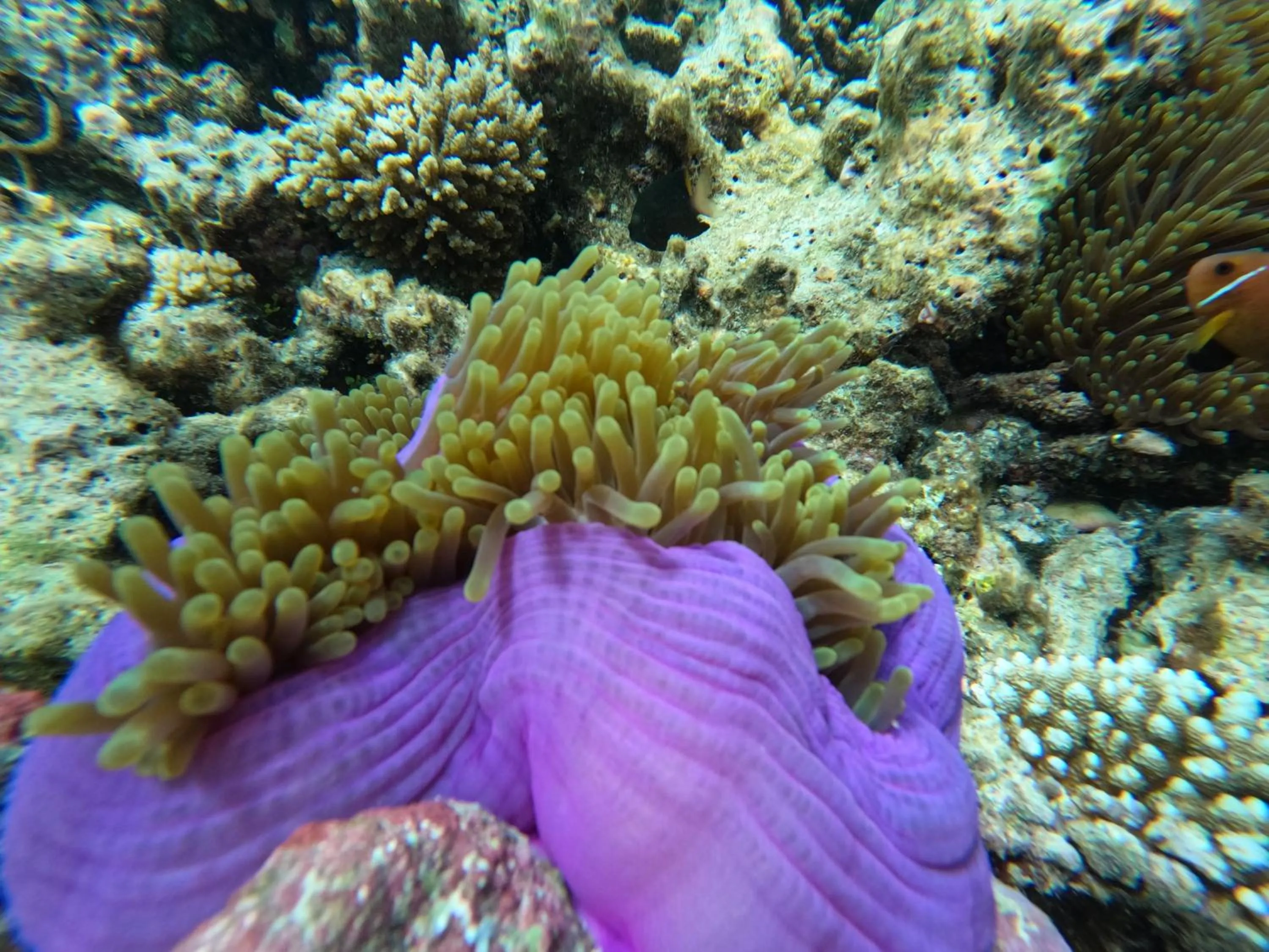 Origami Inn Himandhoo