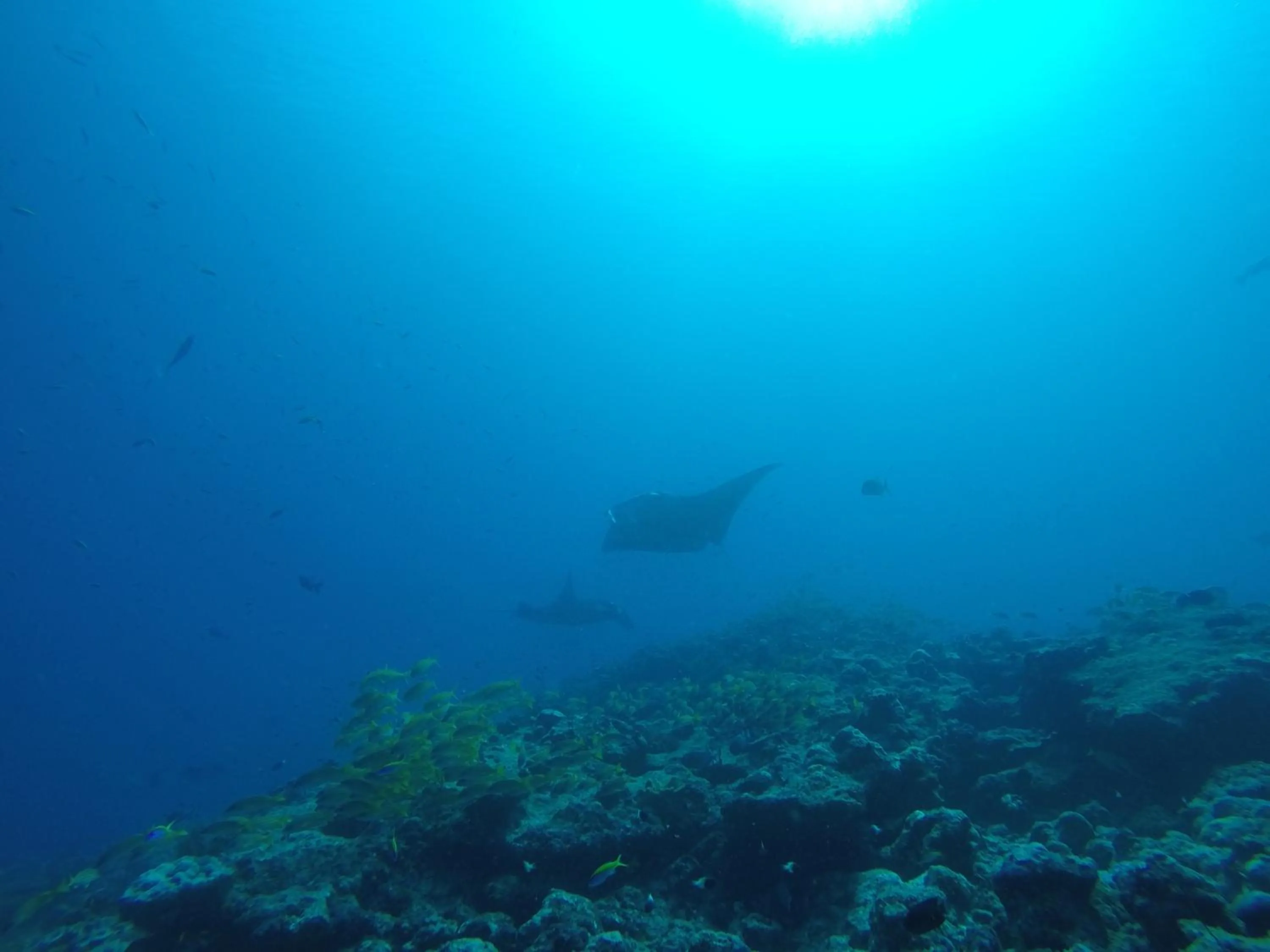 Snorkeling in Origami Inn Himandhoo