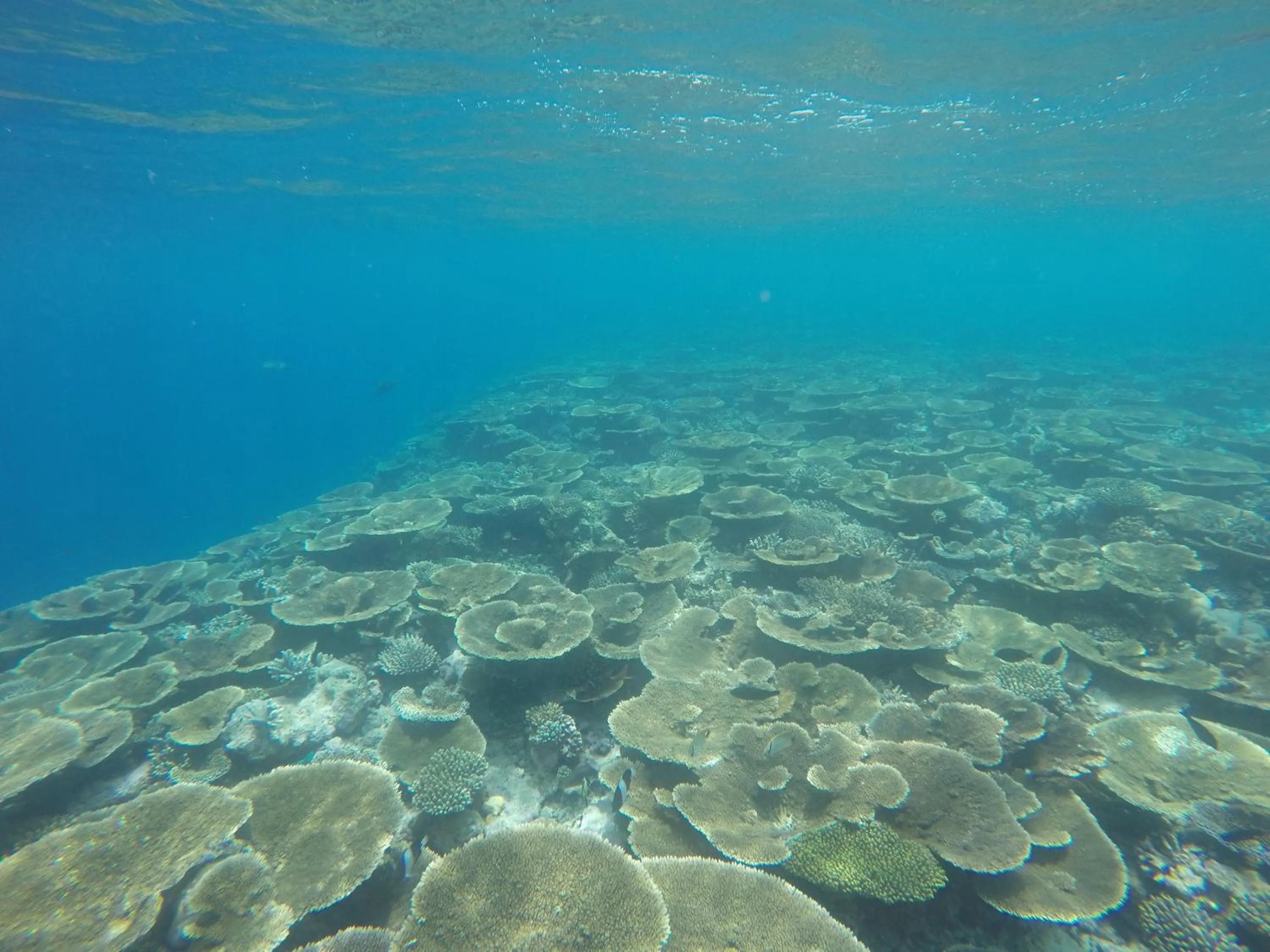 Snorkeling in Origami Inn Himandhoo