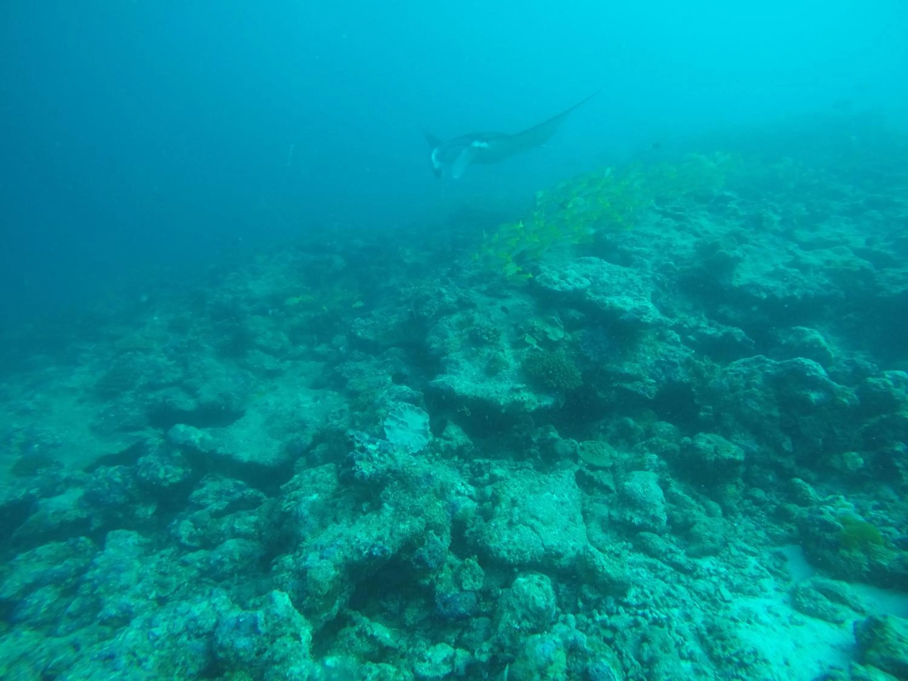 Diving in Origami Inn Himandhoo