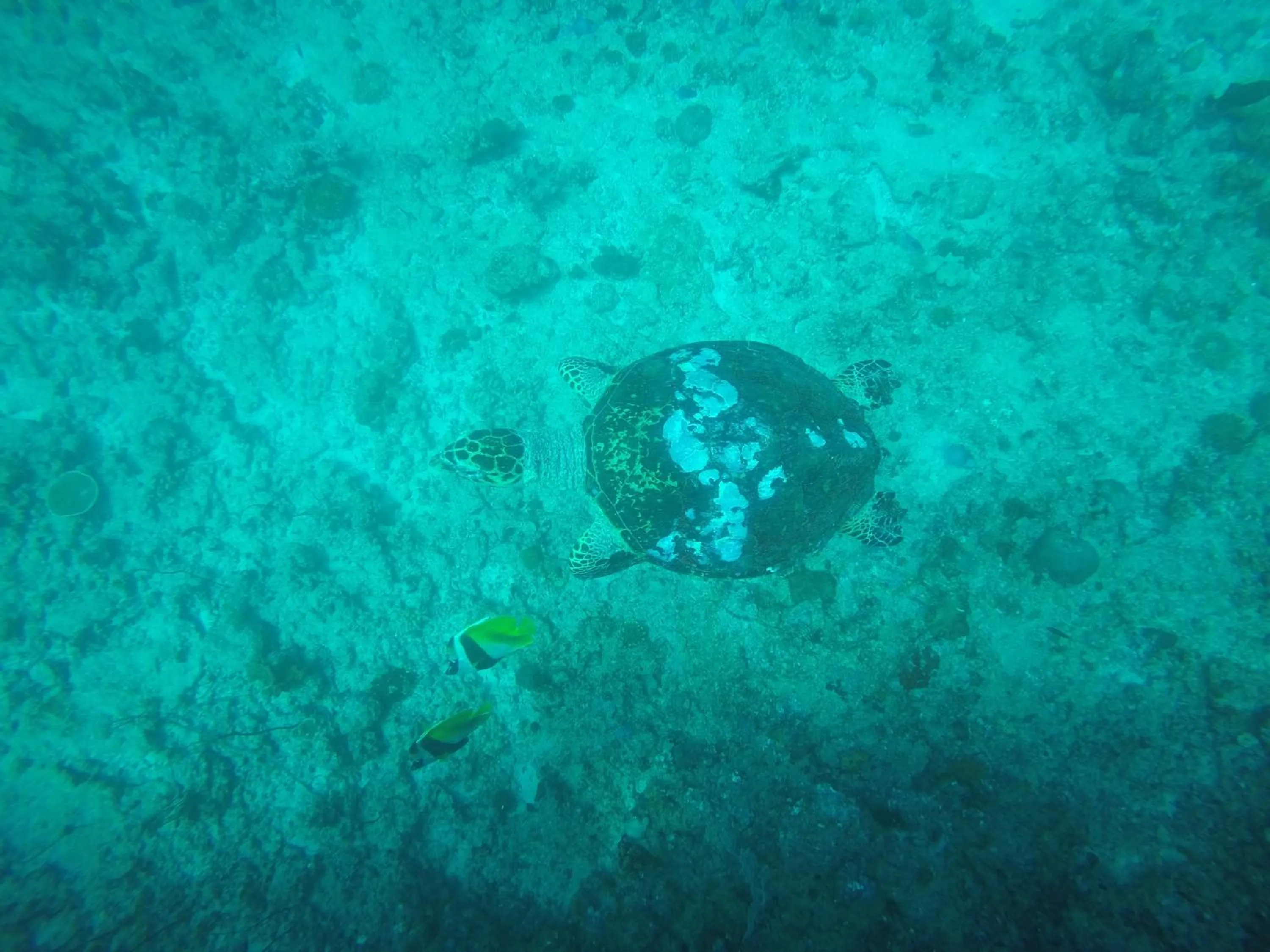 Diving in Origami Inn Himandhoo