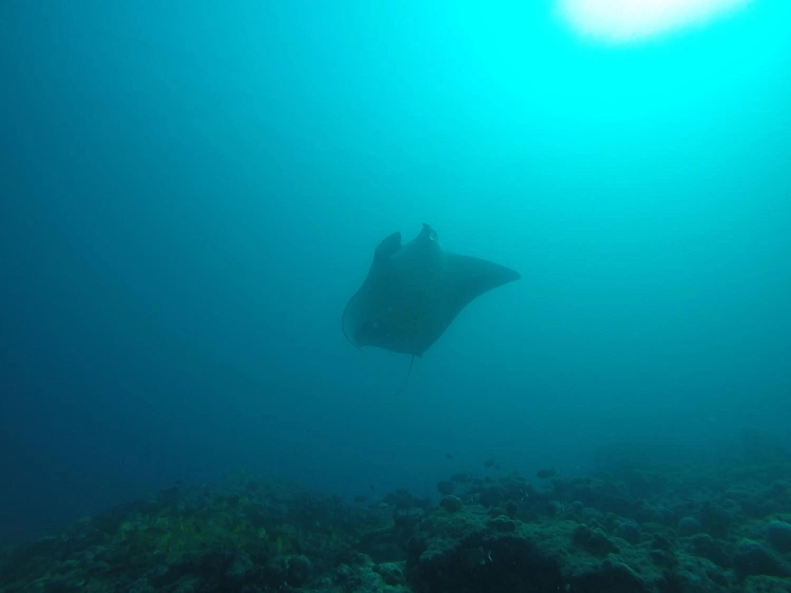 Diving in Origami Inn Himandhoo