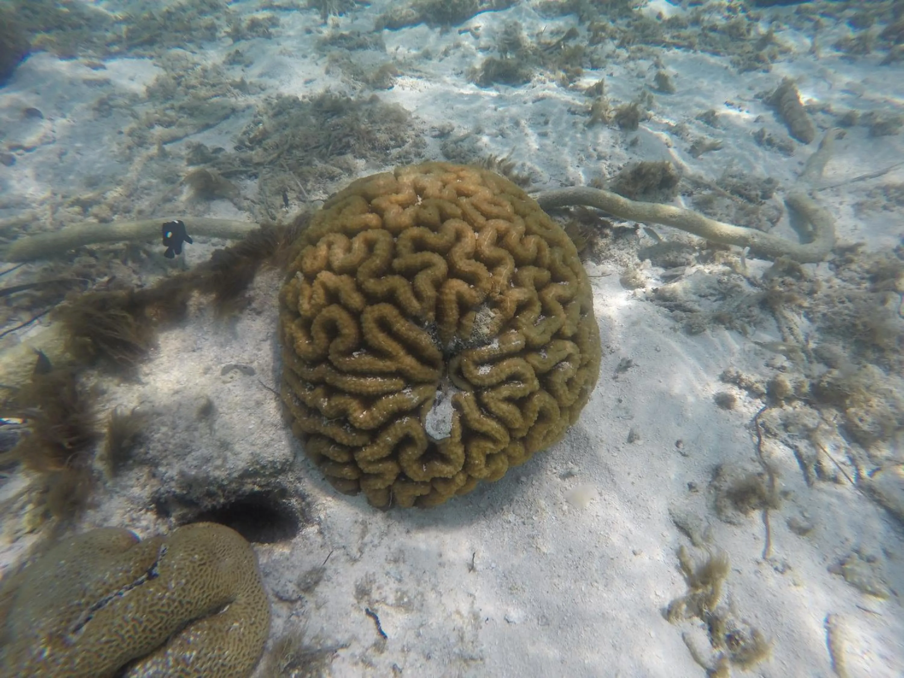 Snorkeling in Origami Inn Himandhoo